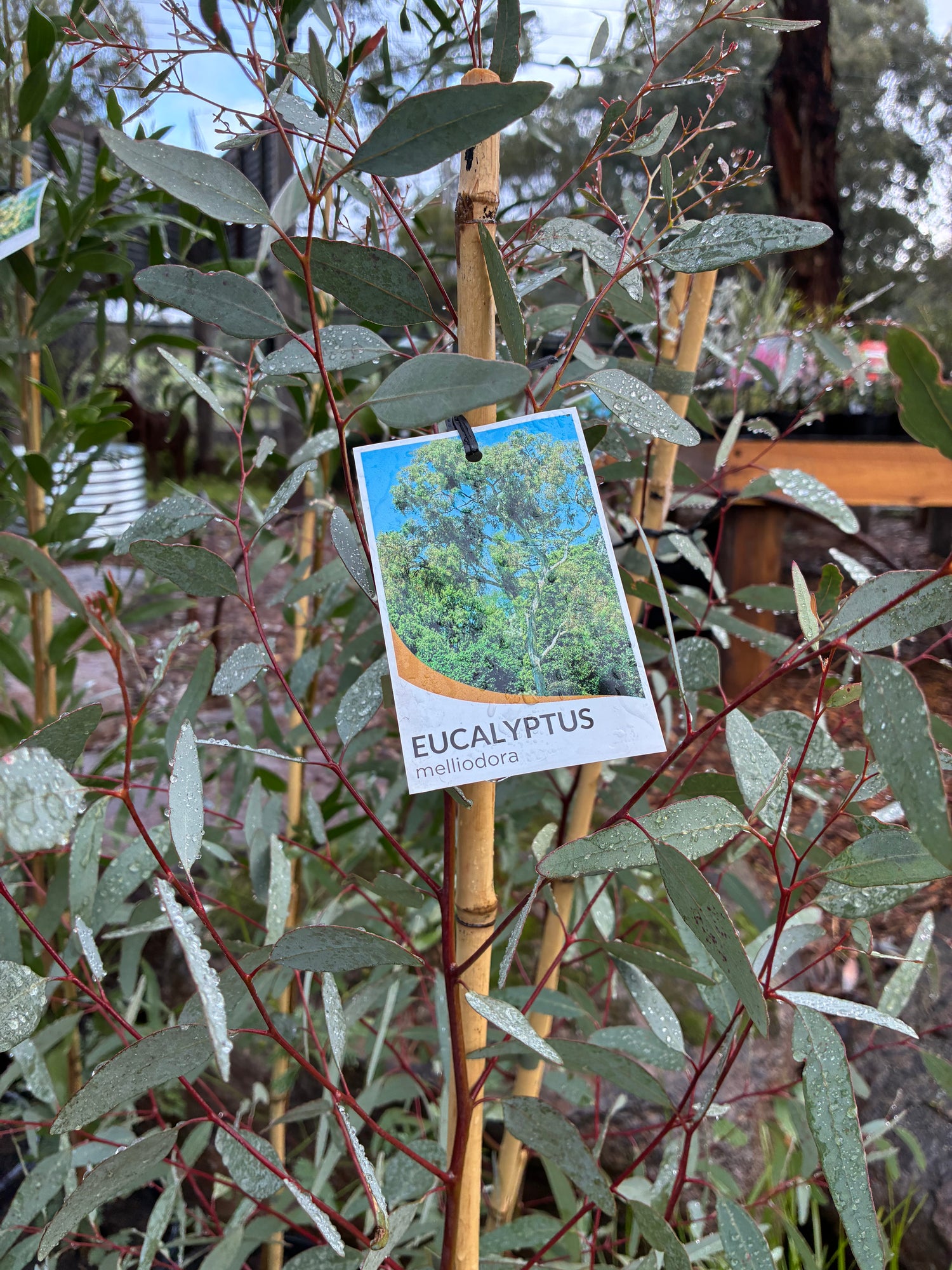 Eucalyptus Melliodora