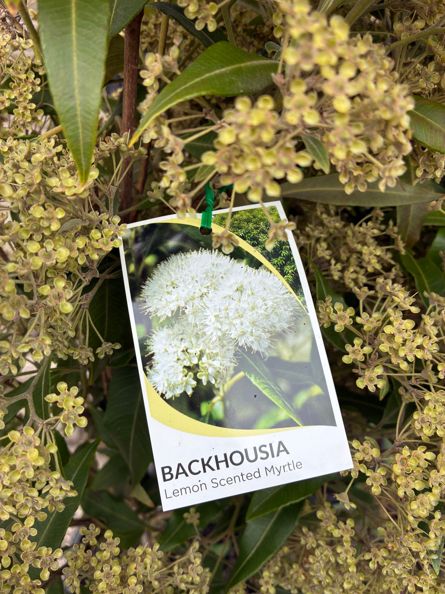 Backhousea Citriodora (Lemon Scented Myrtle)