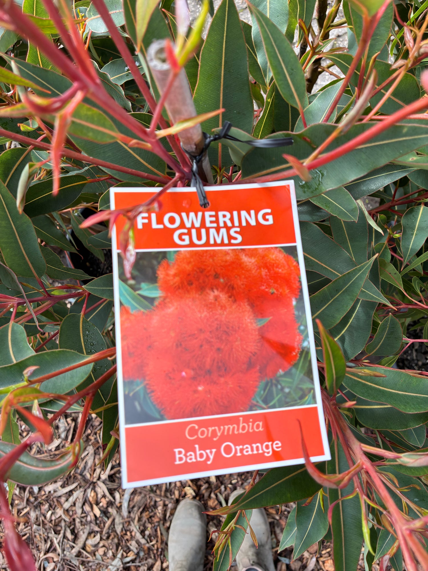Corymbia Grafted Baby Orange (Flowering Gum)