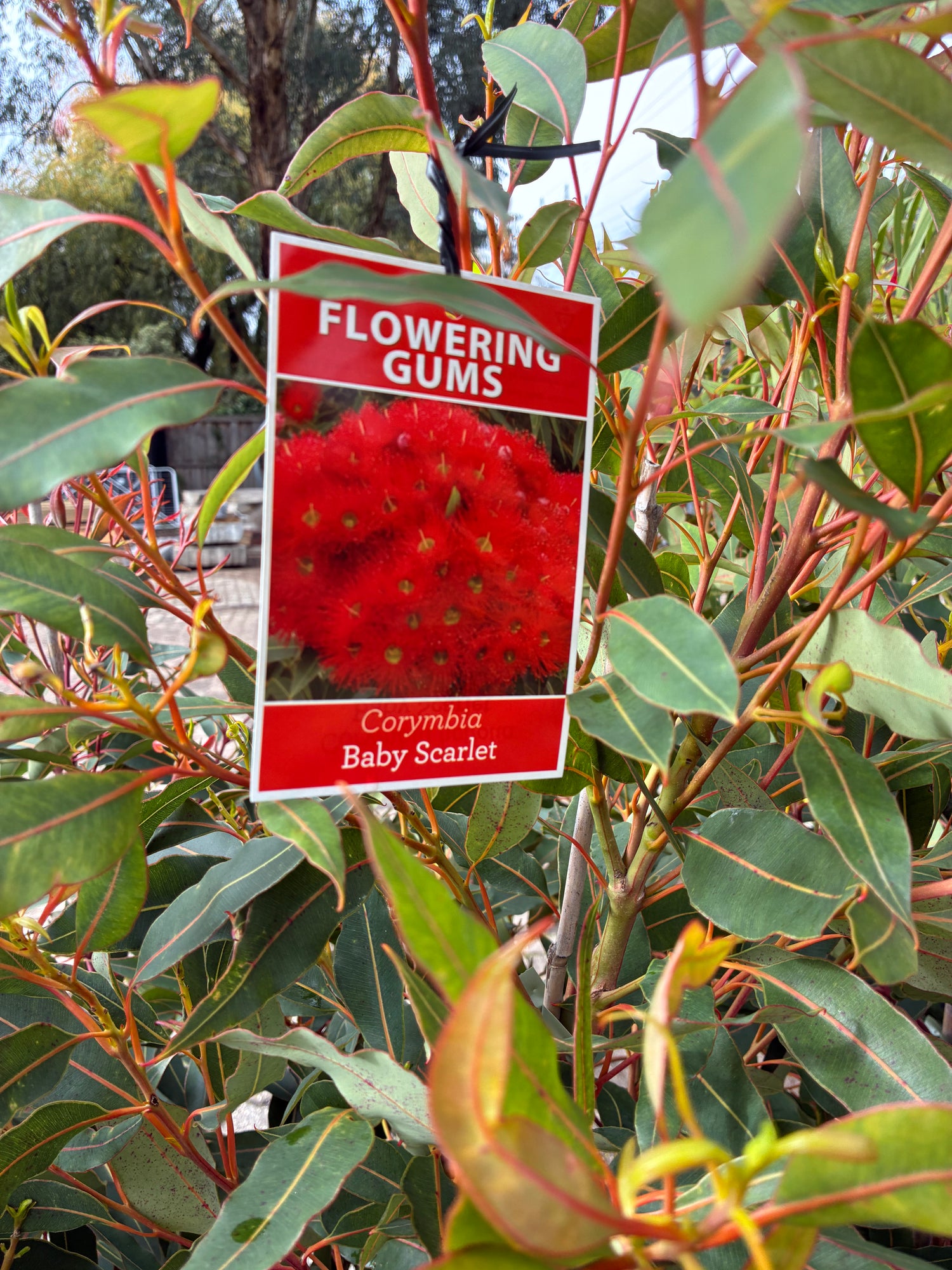 Grafted Baby Scarlet (Flowering Gum)