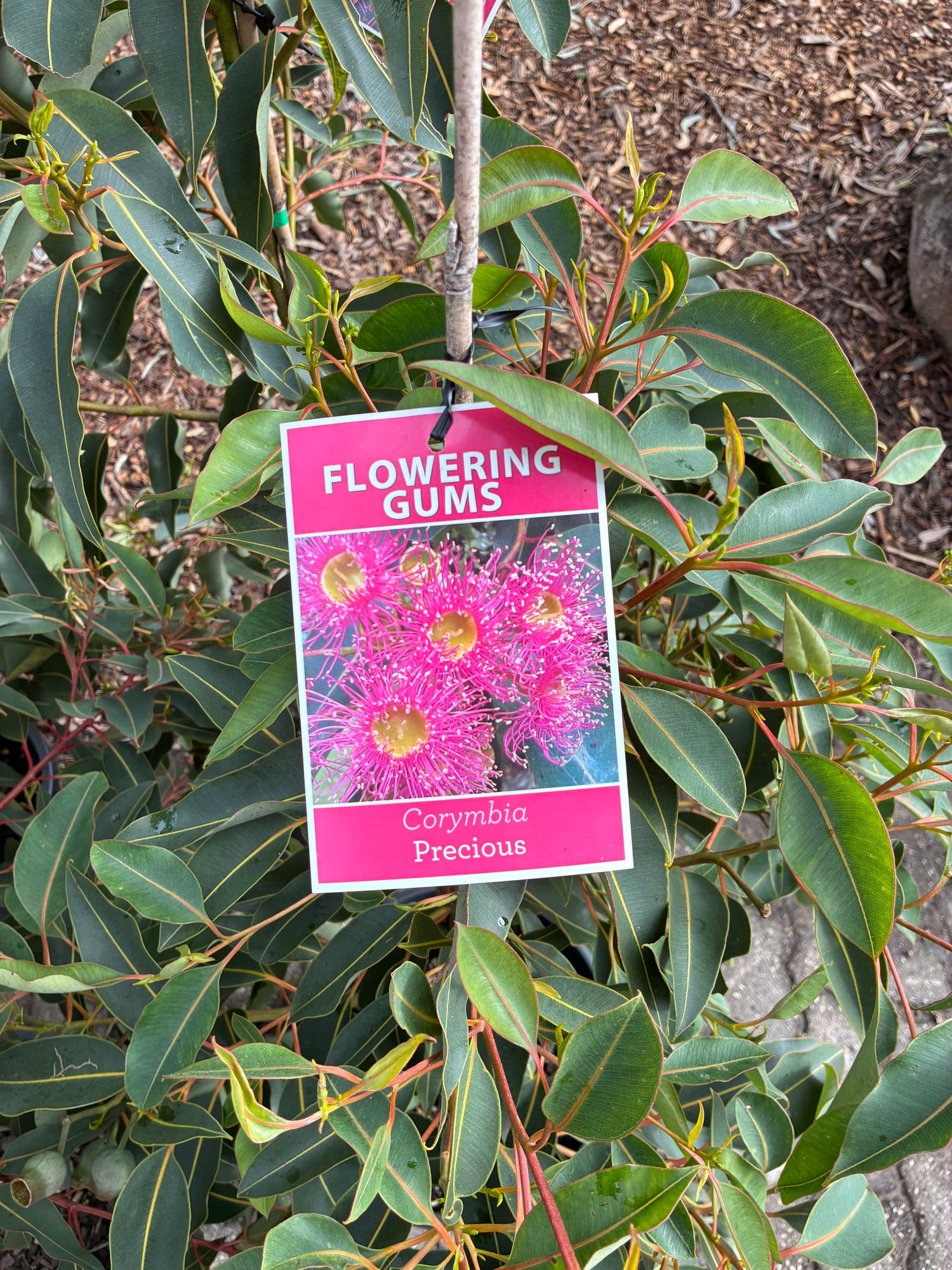Grafted Grafted Precious (Flowering Gum)