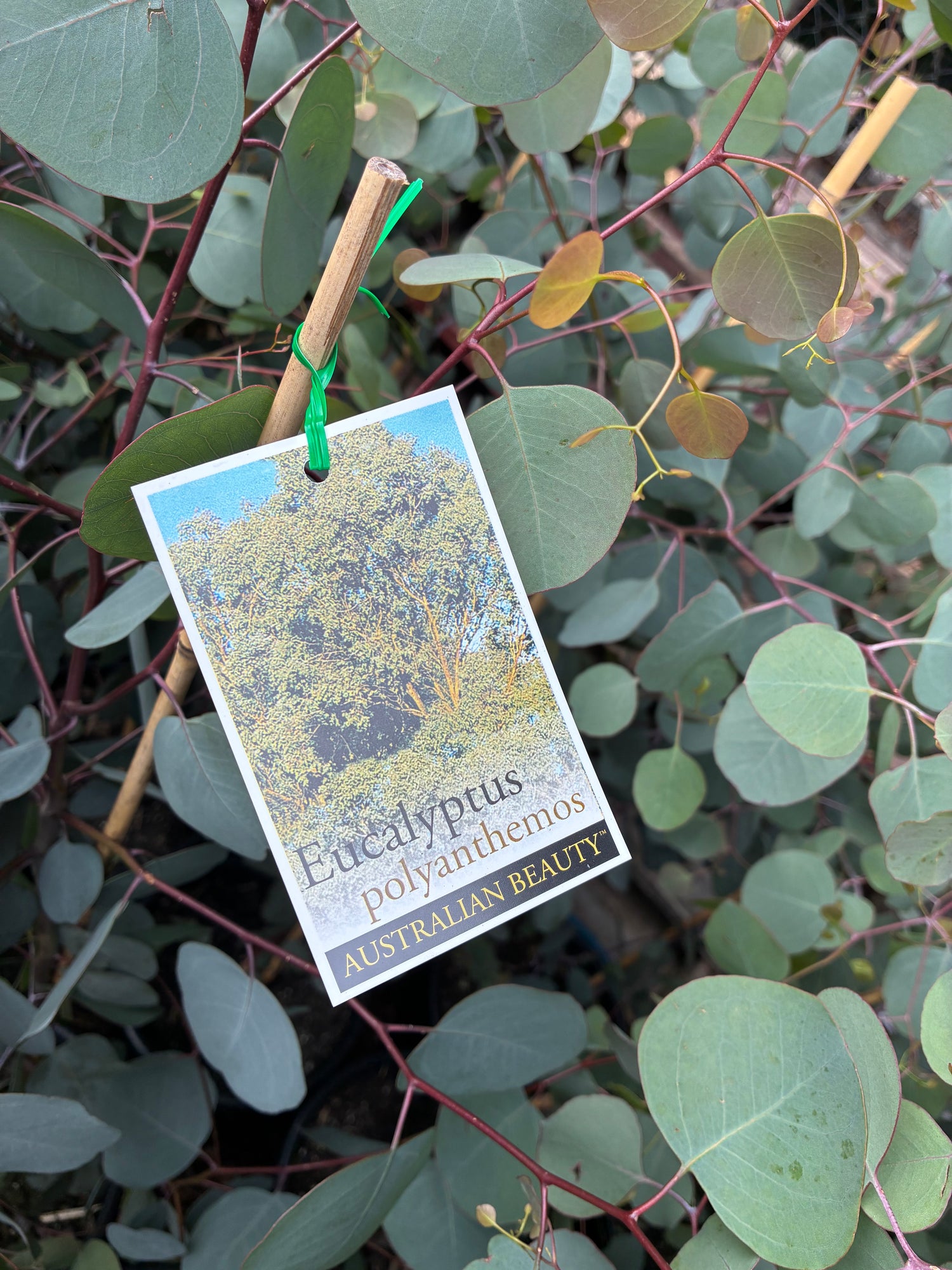 Eucalyptus polyanthemos