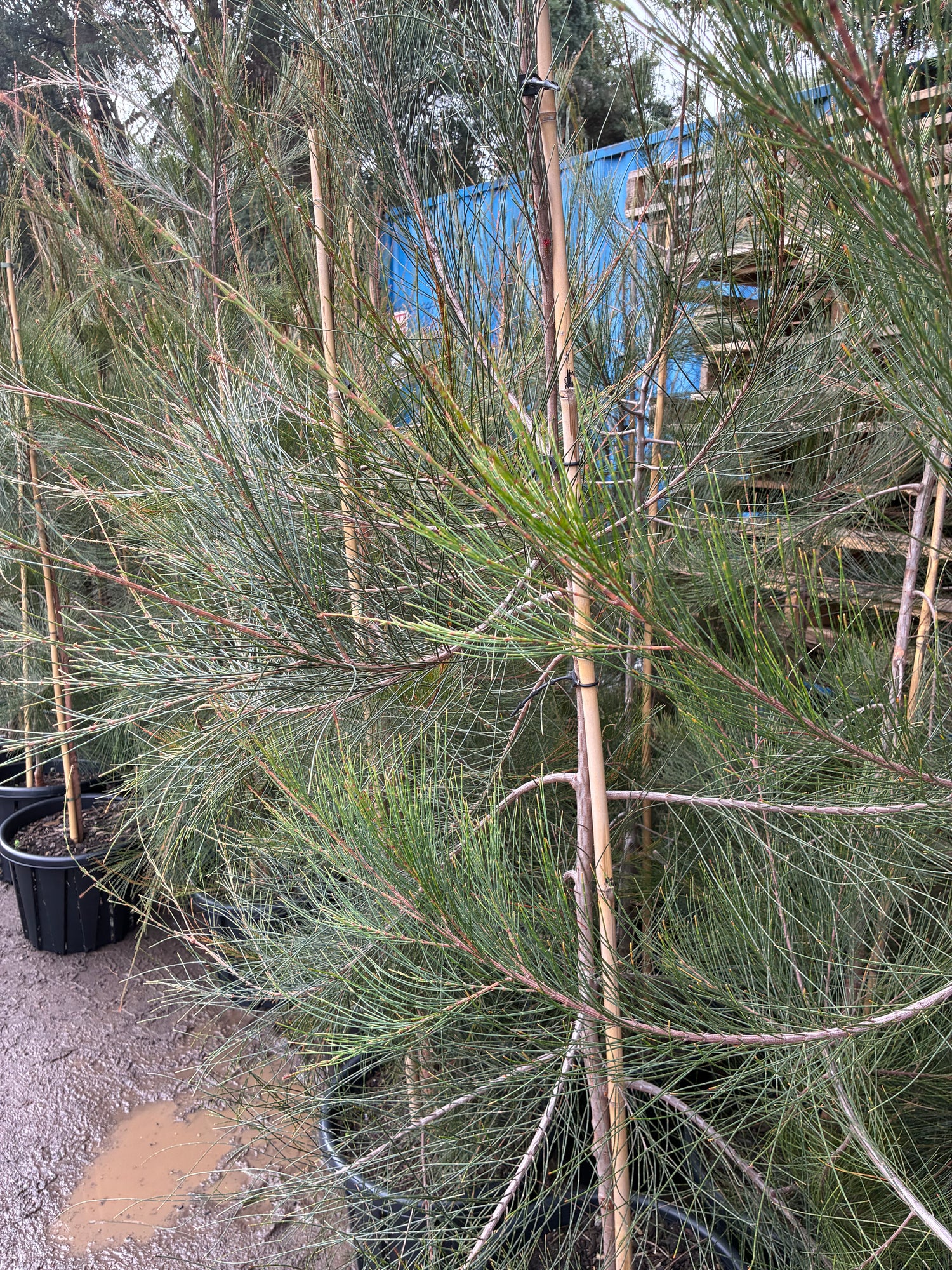 Allocasuarina littoralis