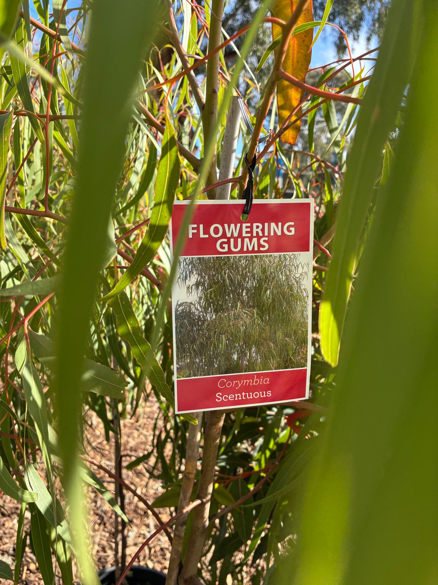 Corymbia Grafted Scentuous (Flowering Gum)