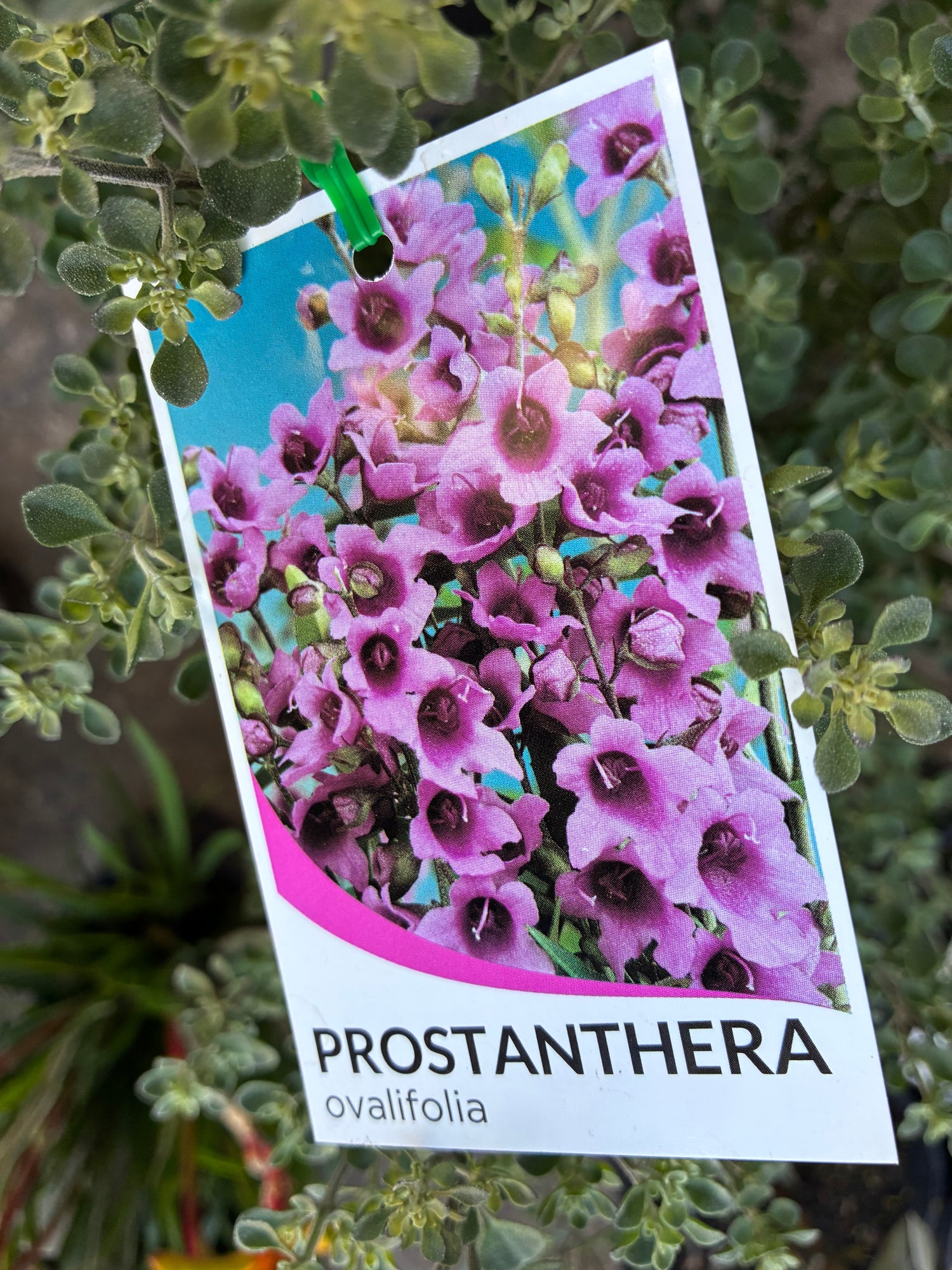 Prostanthera Ovalifolia
