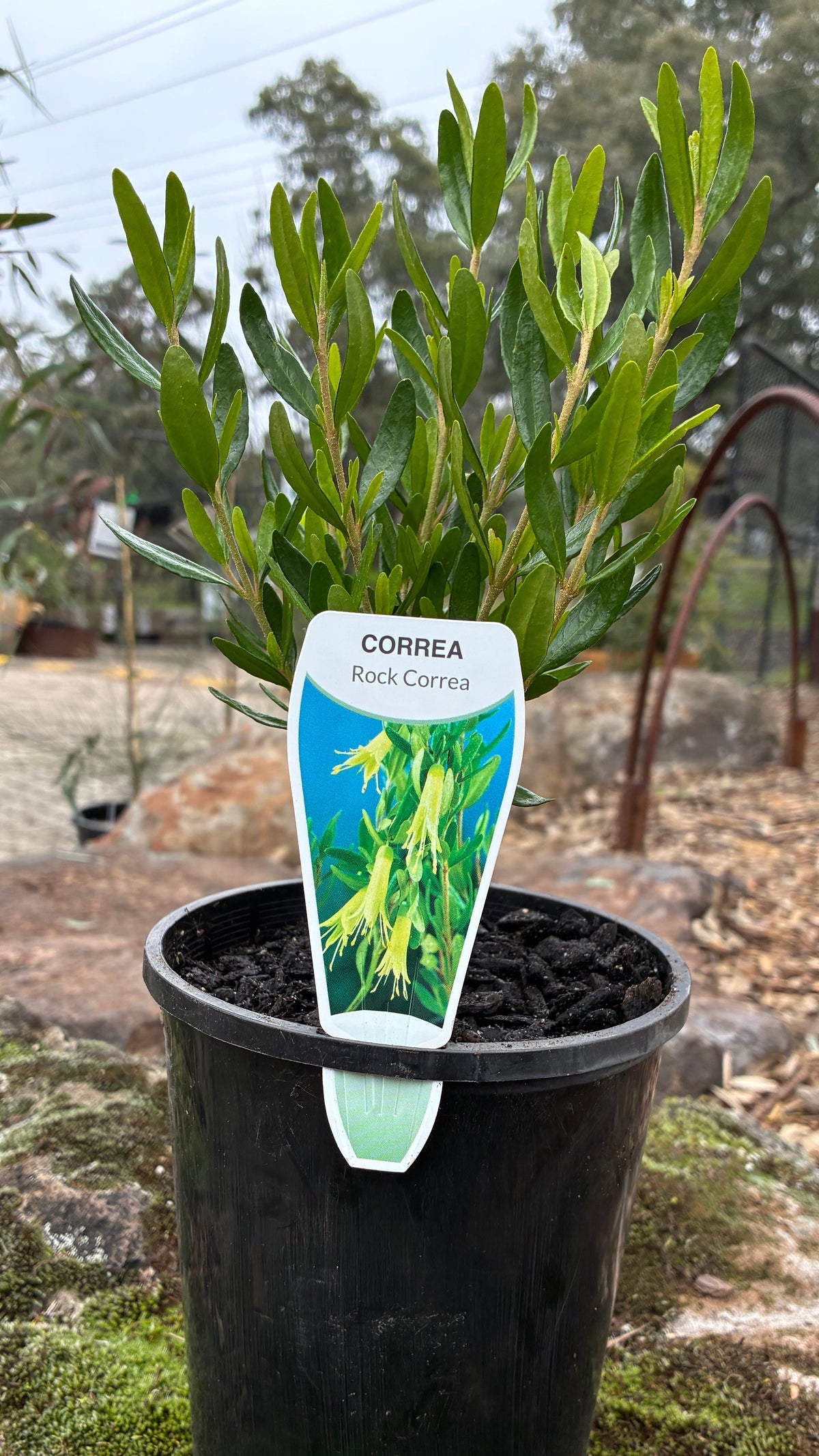 Correa Rock Correa