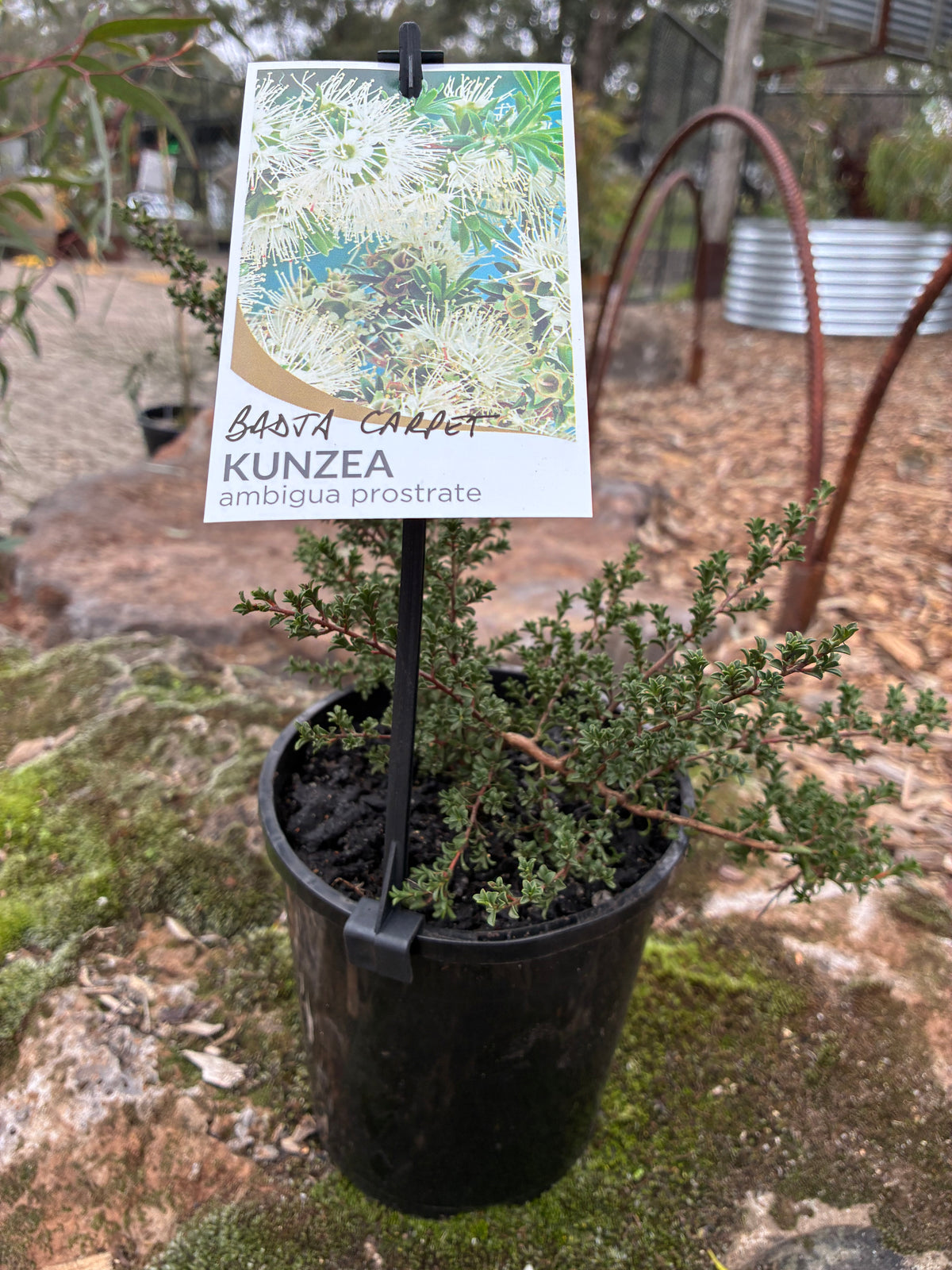 ambigua prostrate KUNZEA - Badja Carpet