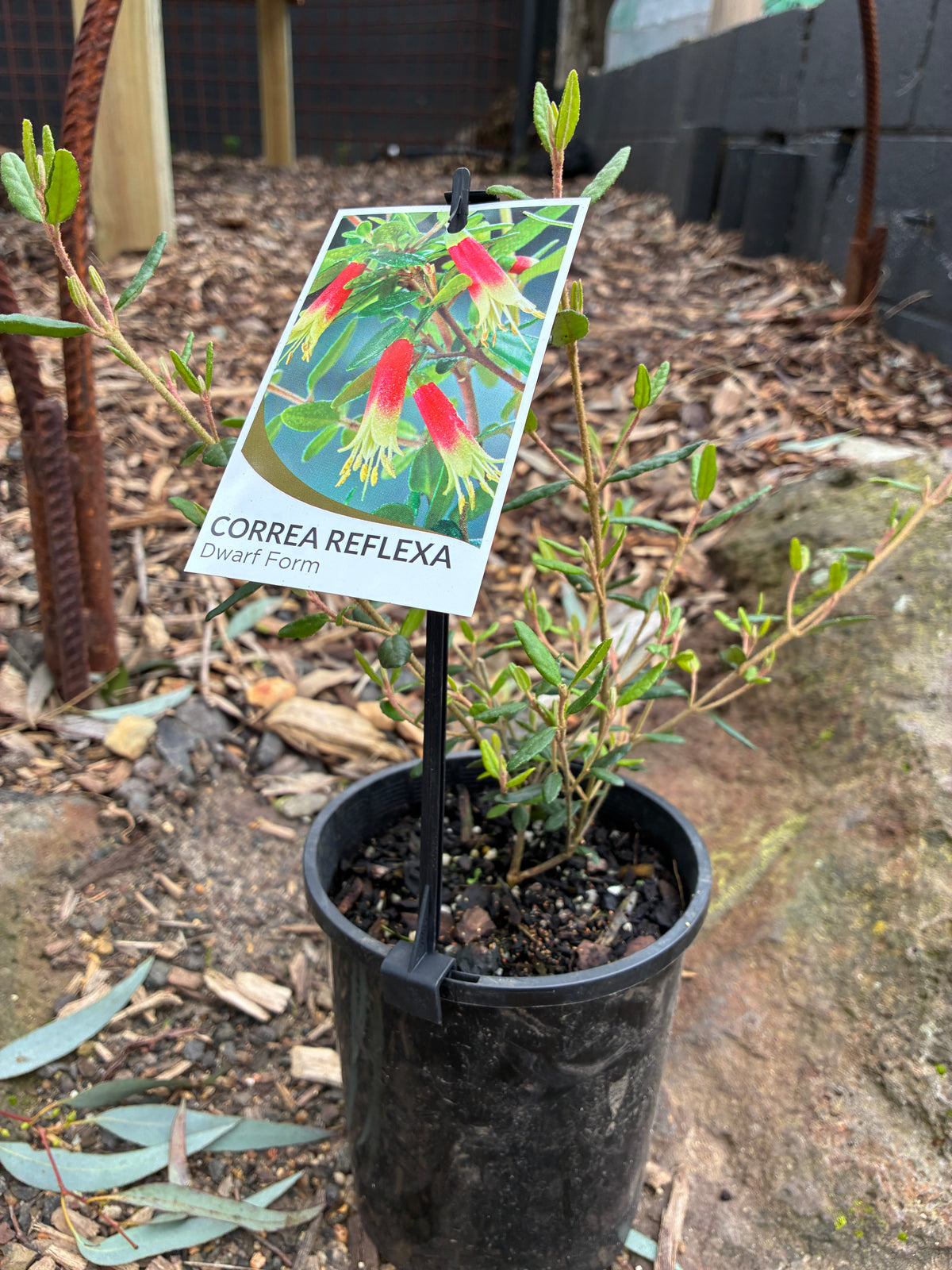 Correa Reflexa Dwarf Form