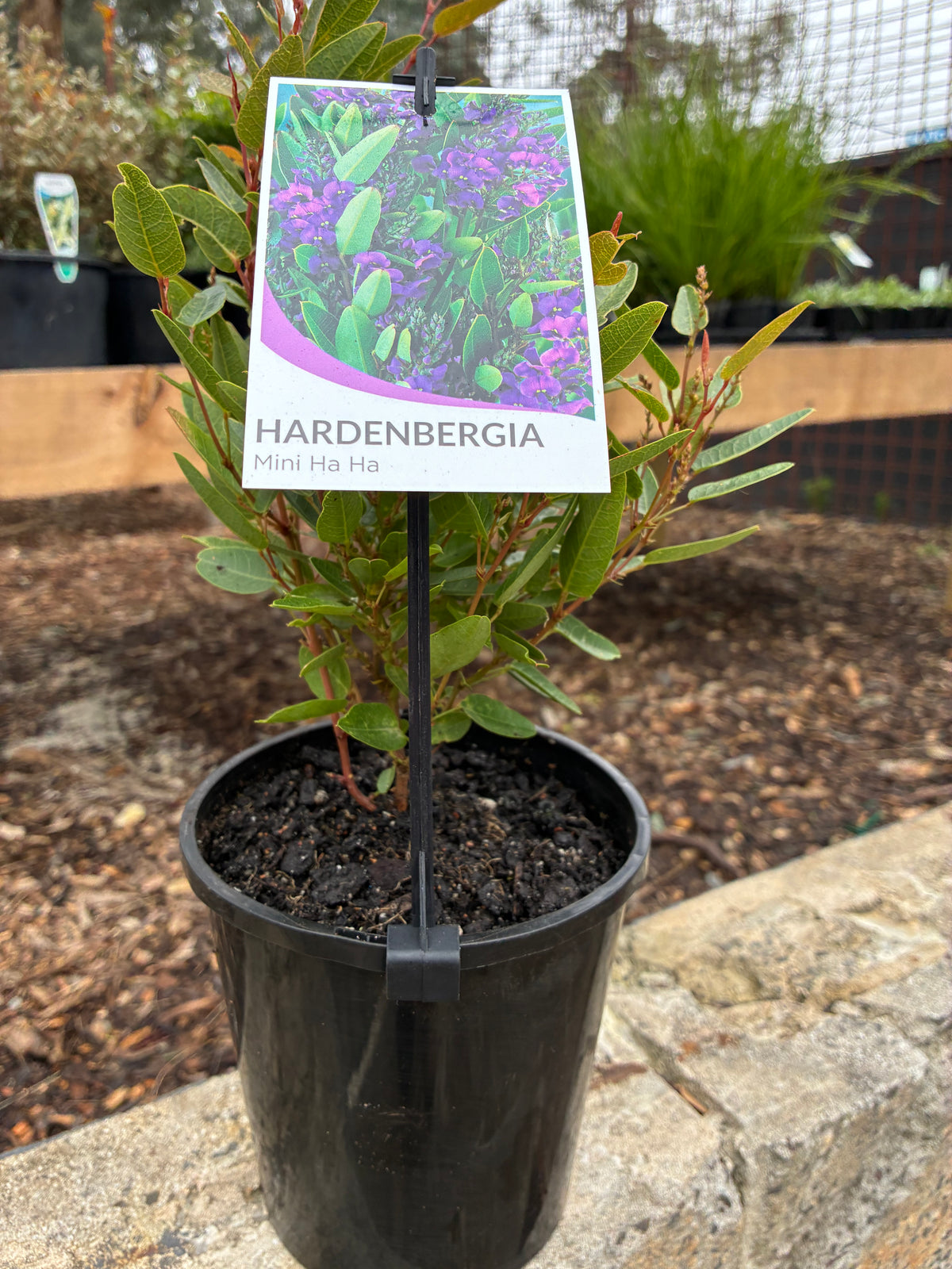 Hardenbergia Mini Ha Ha