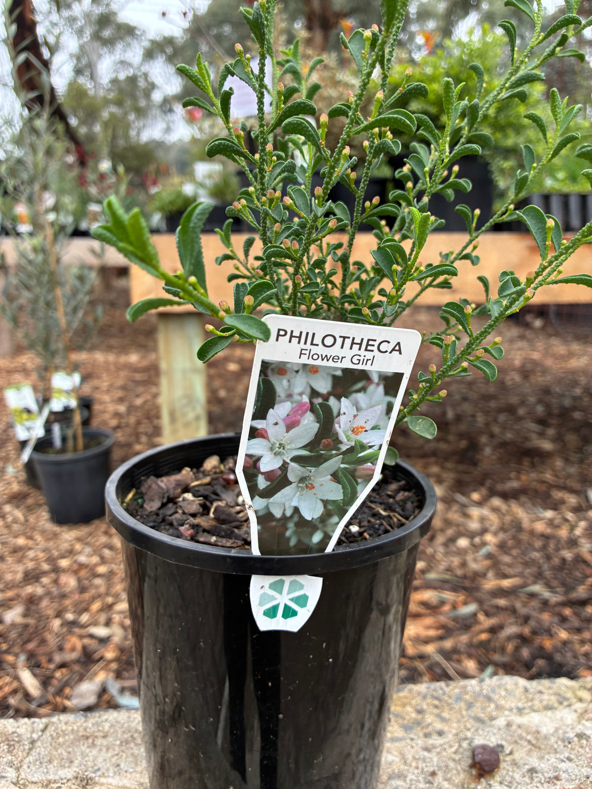Philotheca - Flower Girl