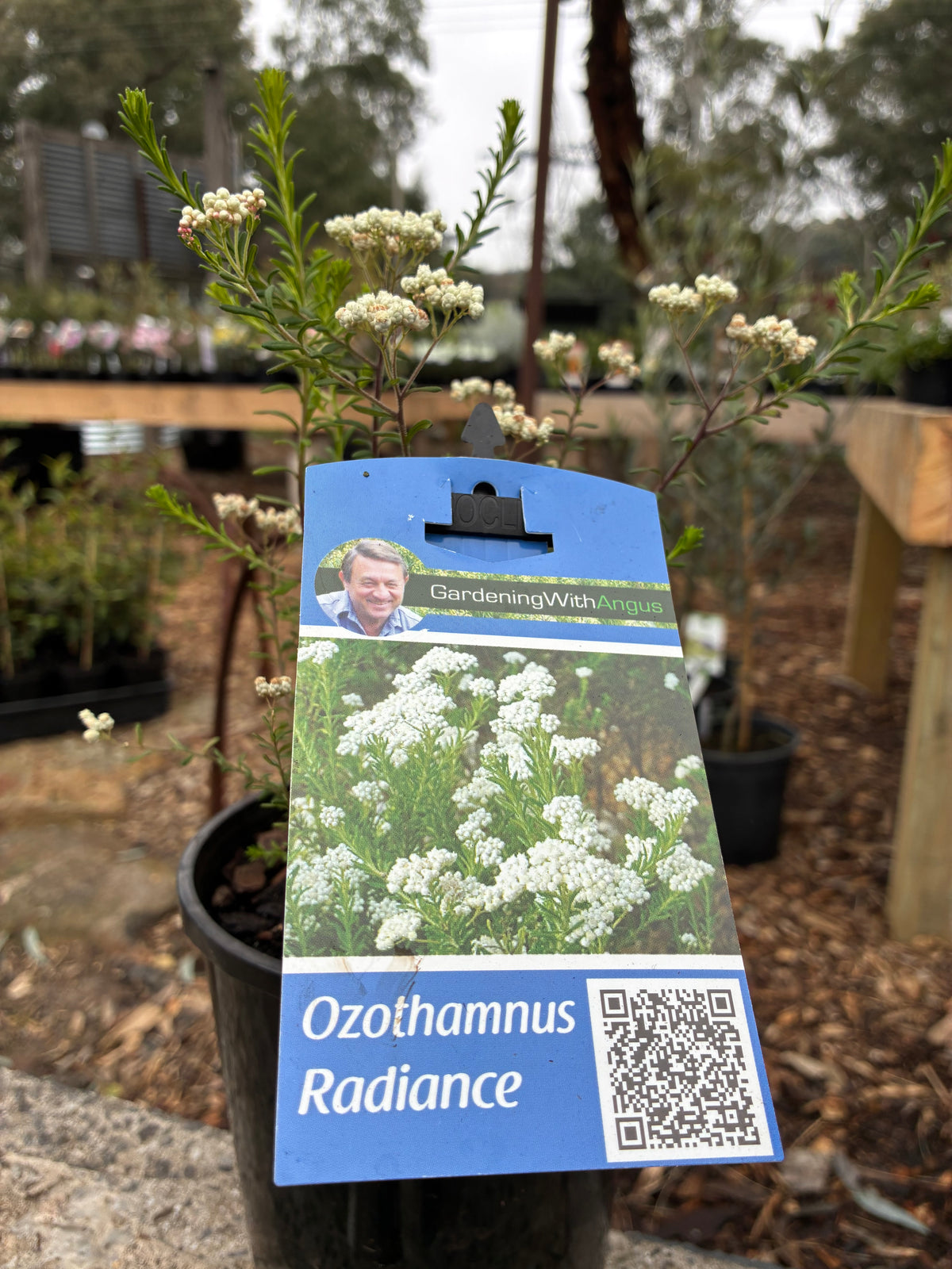 Ozothamnus Radiance