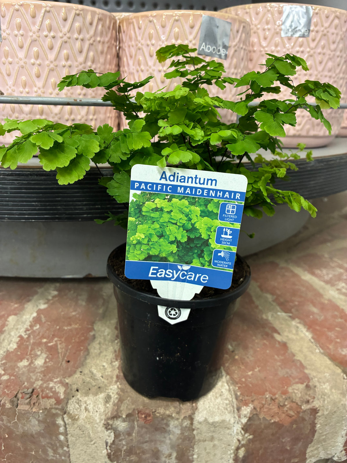 Adiantum - Pacific MaidenHair