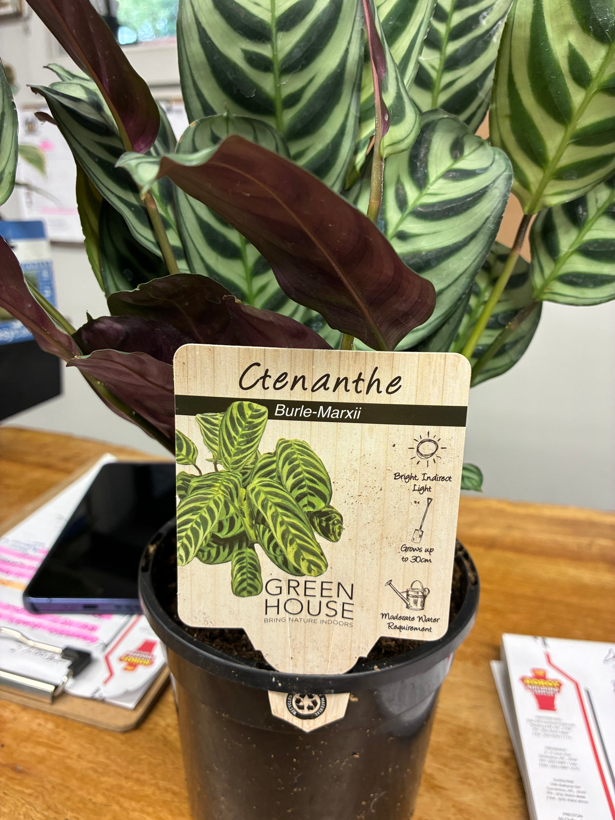 Ctenanthe - Burle-Marxii