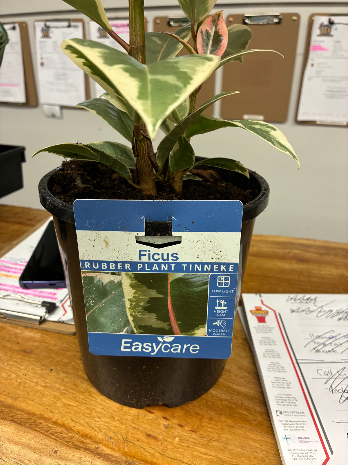 Ficus - Rubber Plant Tinneke