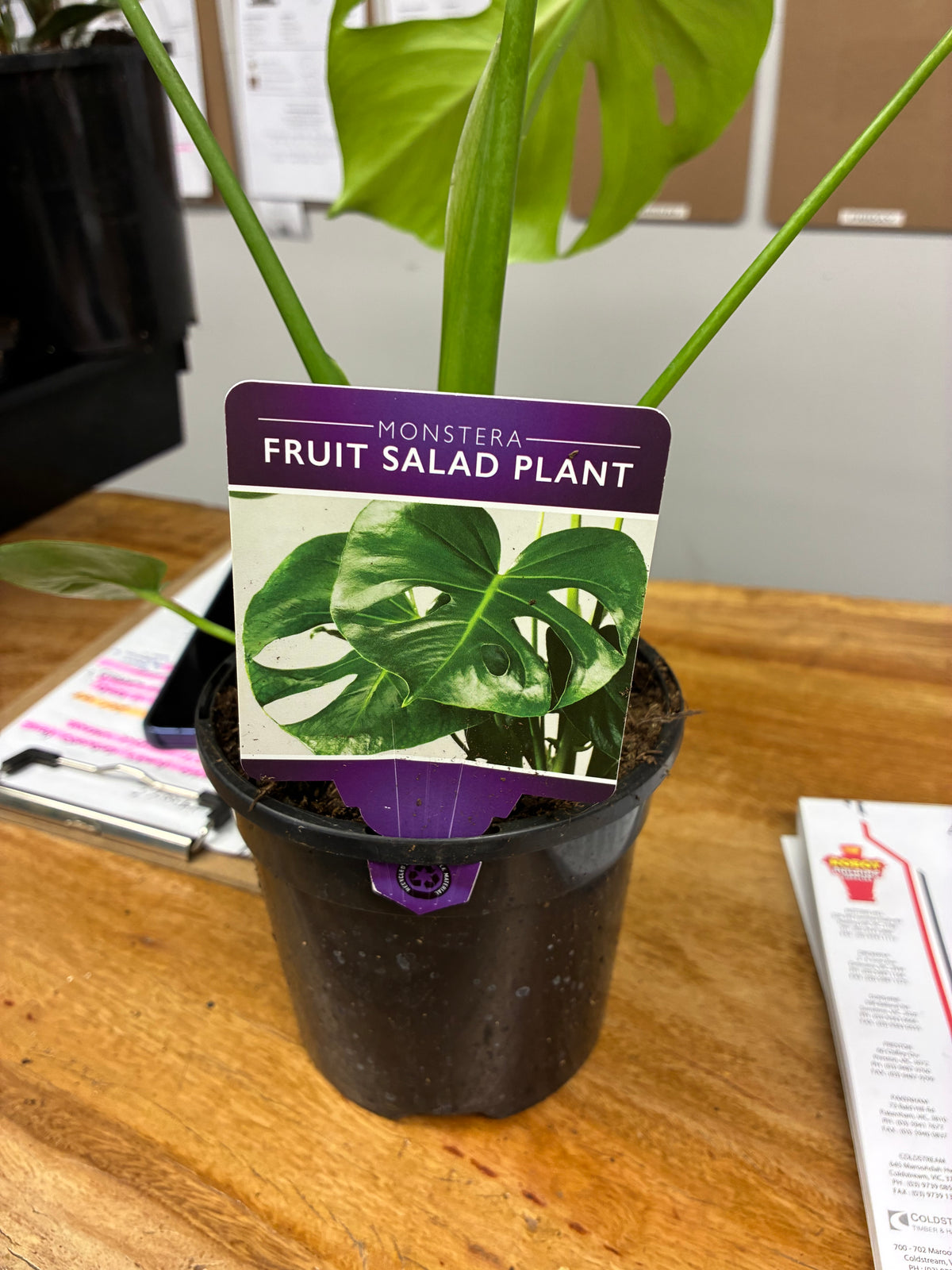 Monstera - Fruit Salad Plant