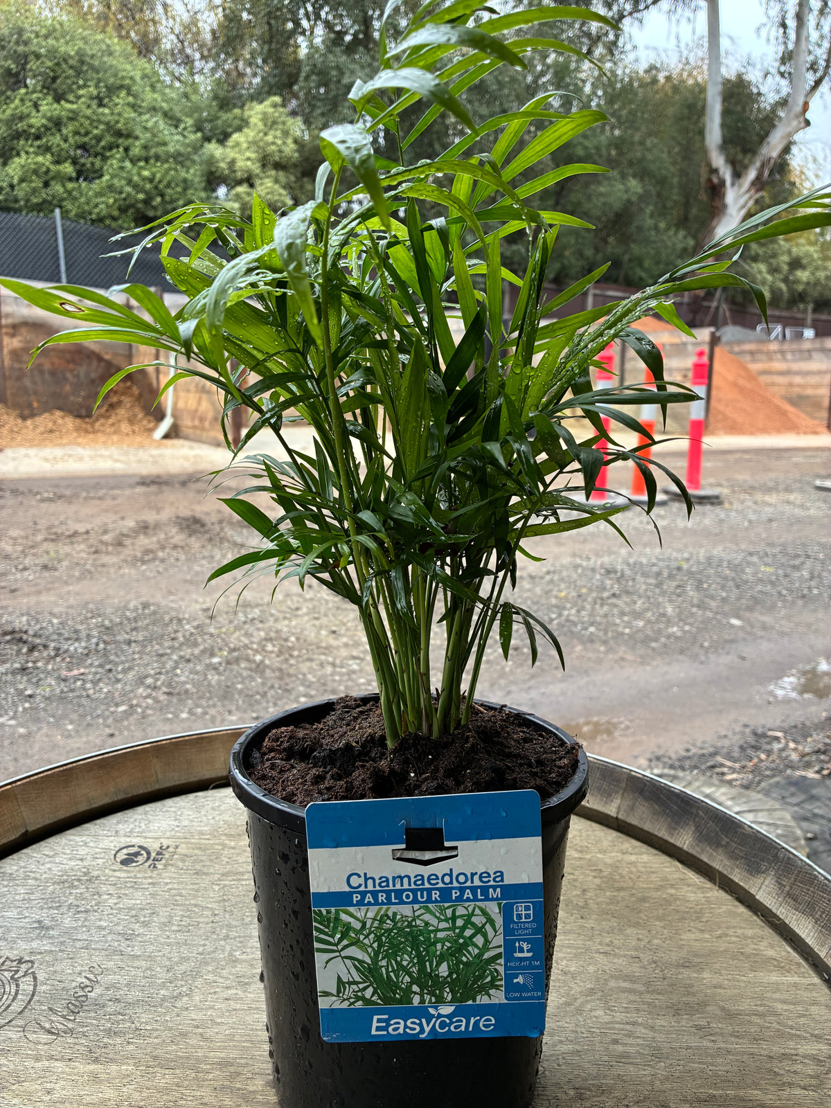 Chamaedorea - Parlour Palm