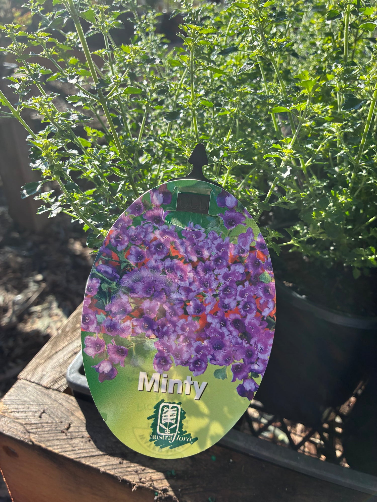 Prostanthera Minty