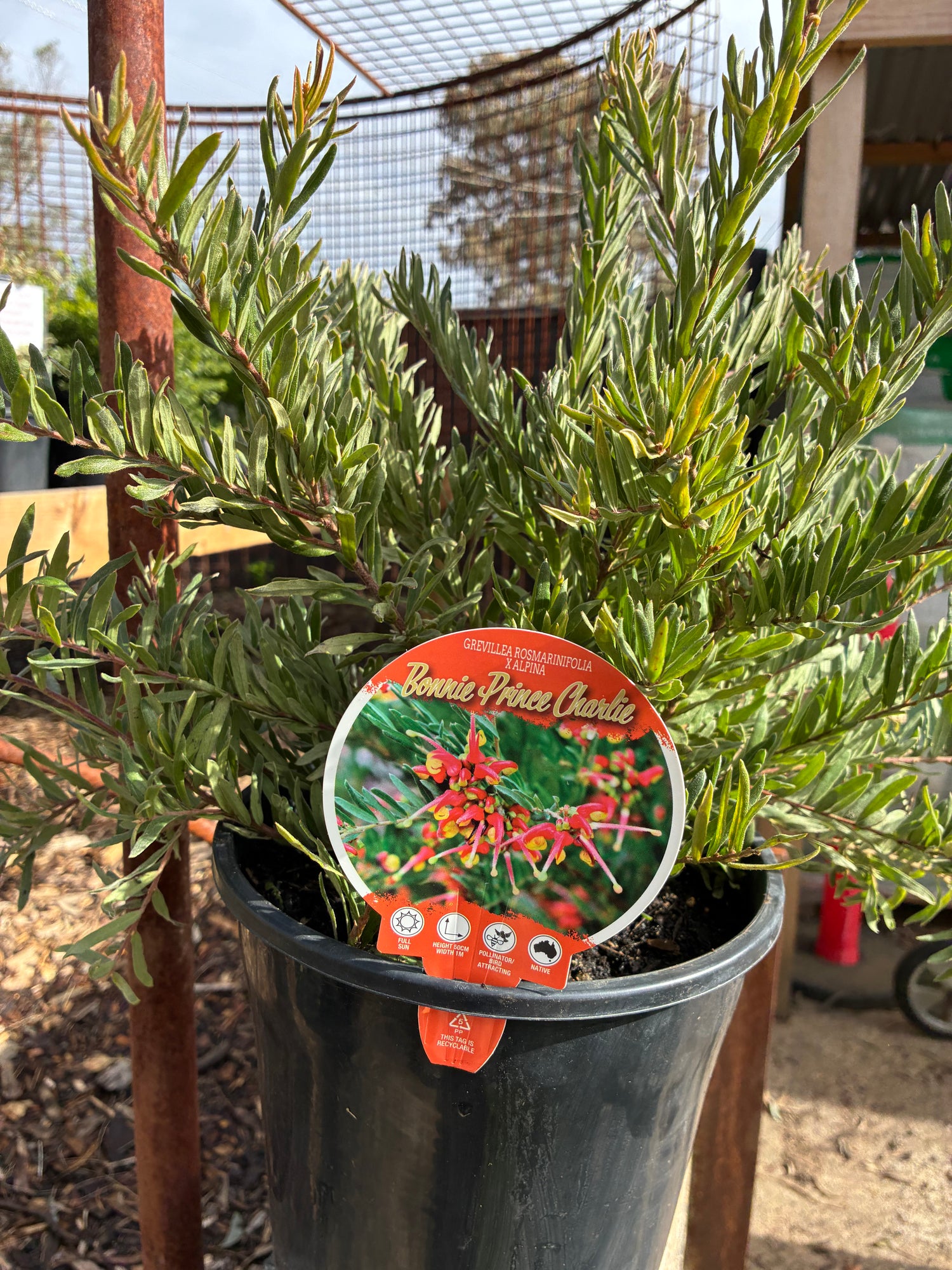 Grevillea alpina x rosmarinifolia Bonnie Prince Charlie