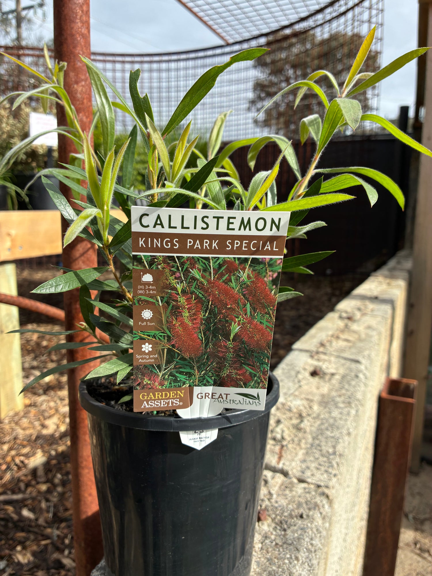 Callistemon Viminalis Kings Park Special