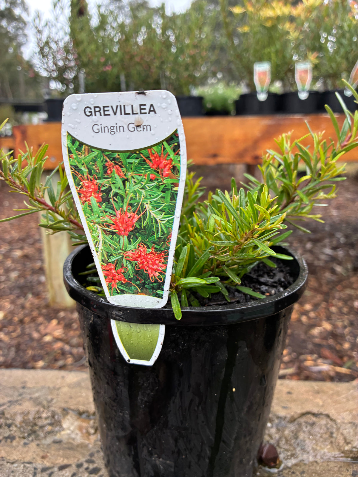 Grevillea Gin Gin Gem