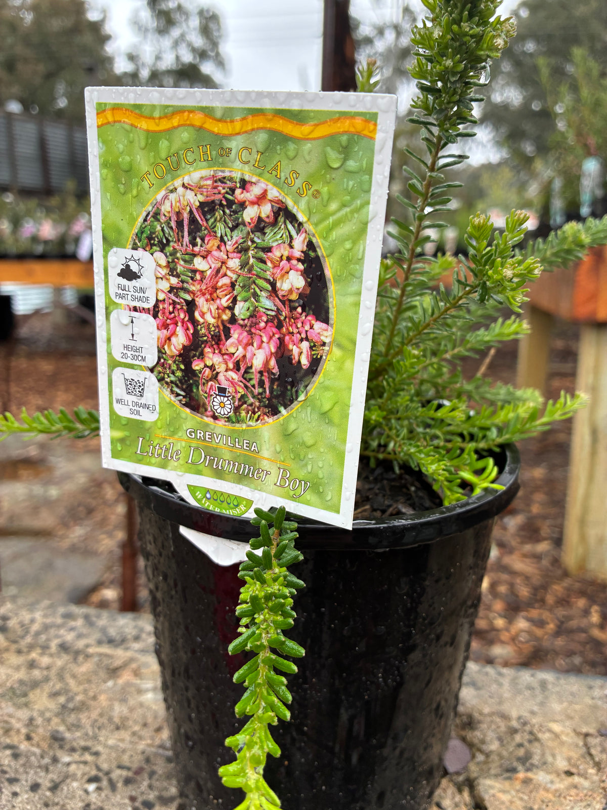 Grevillea lanigera - Little Drummer Boy