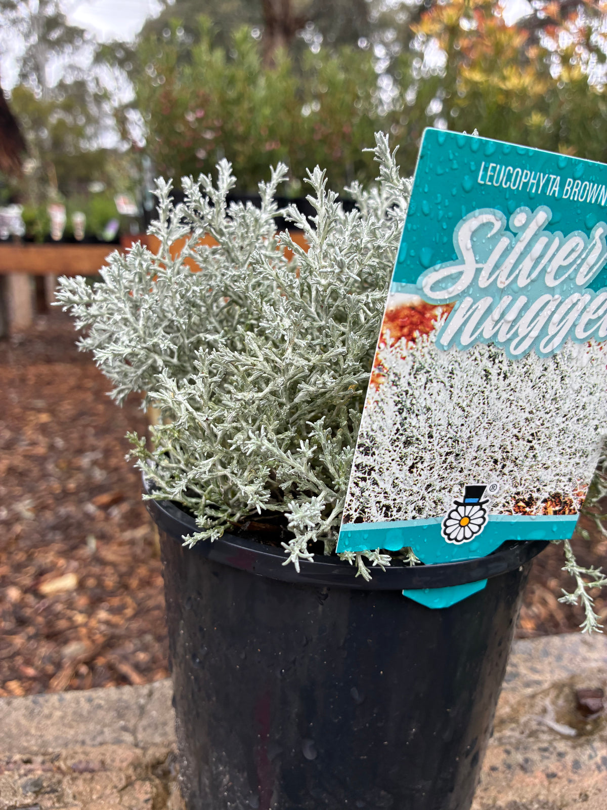Leucophyta Silver Nugget