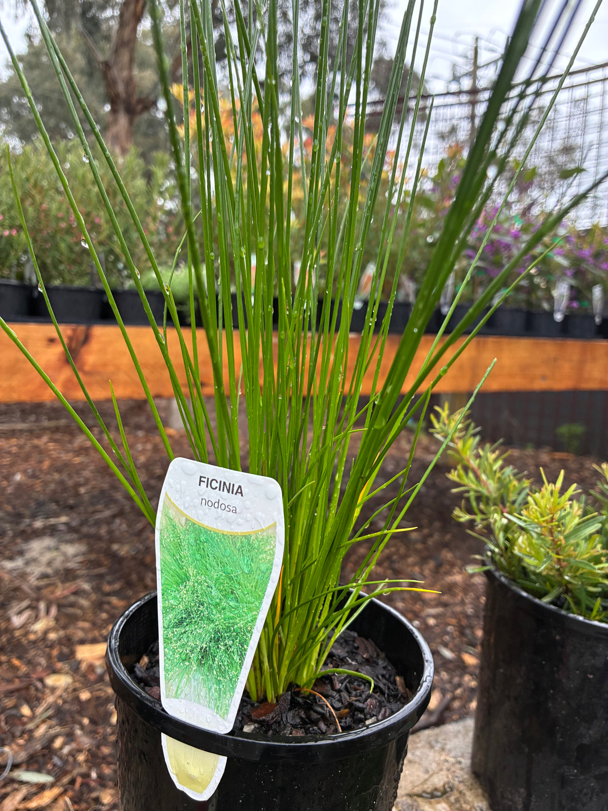 Ficinia nodosa