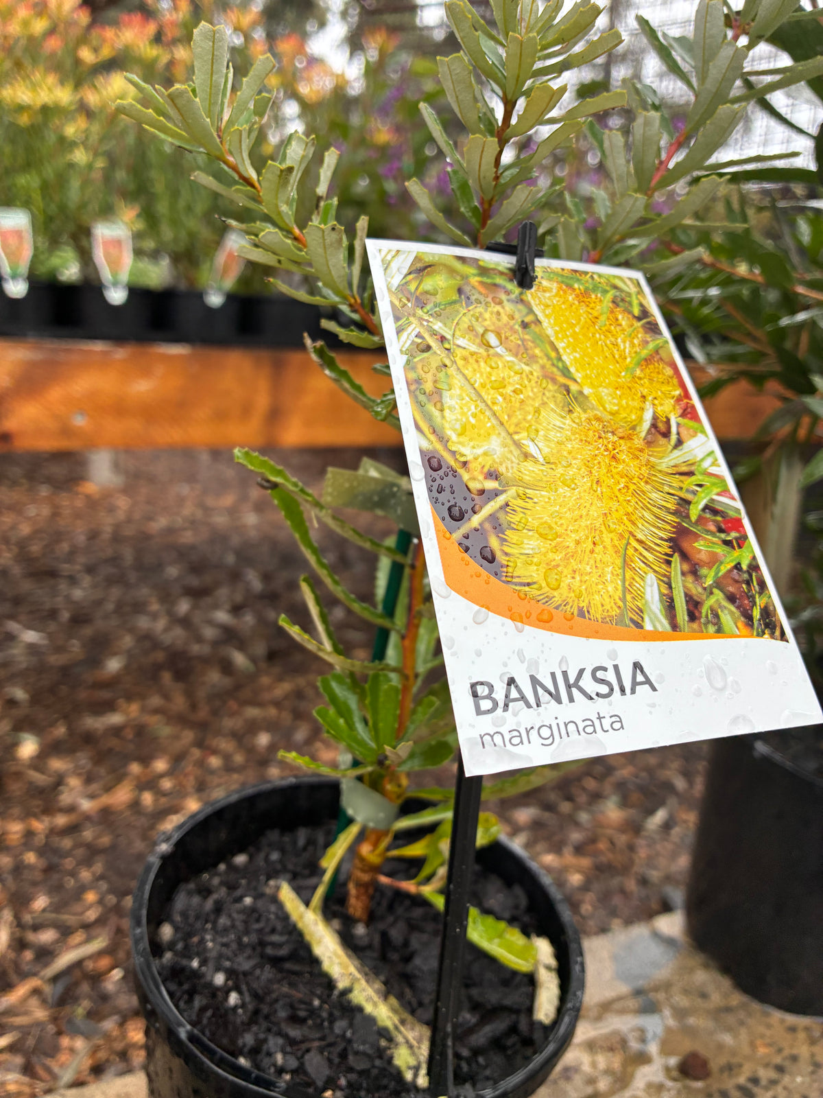 Banksia marginata