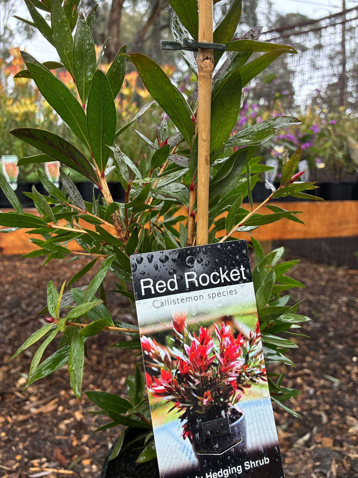 Callistemon - Red Rocket