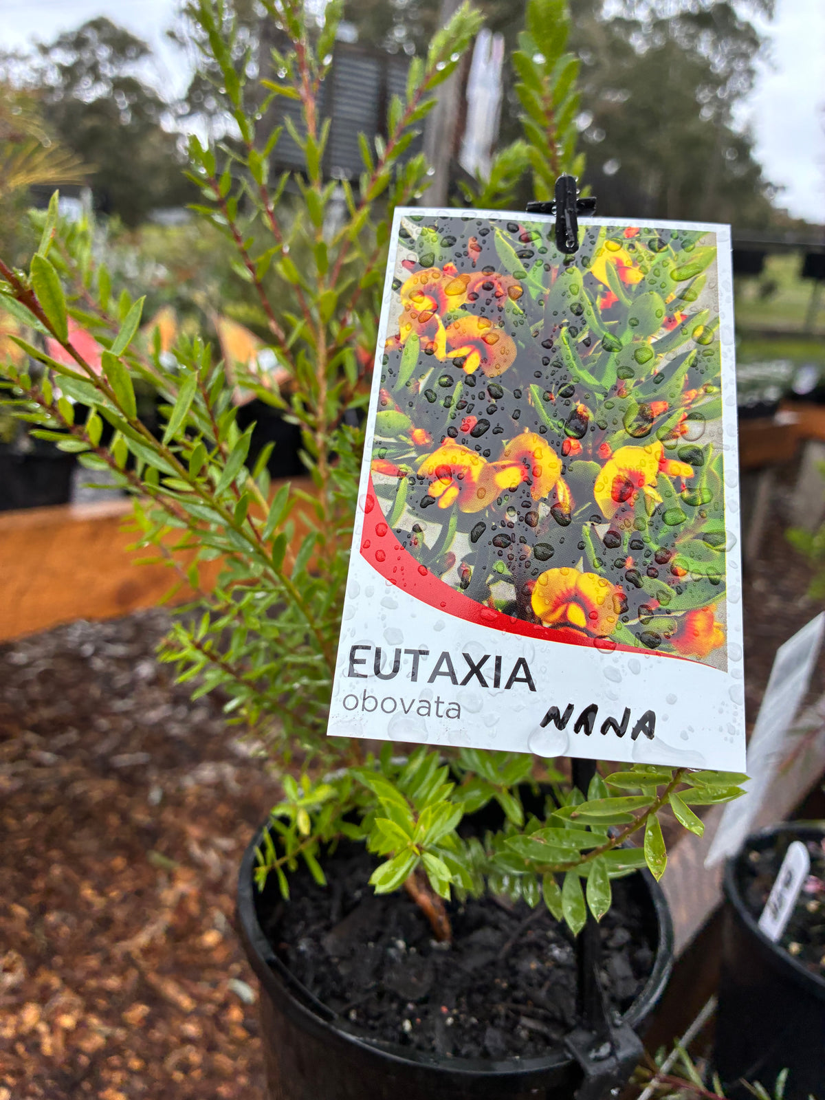 Eutaxia obovata nana