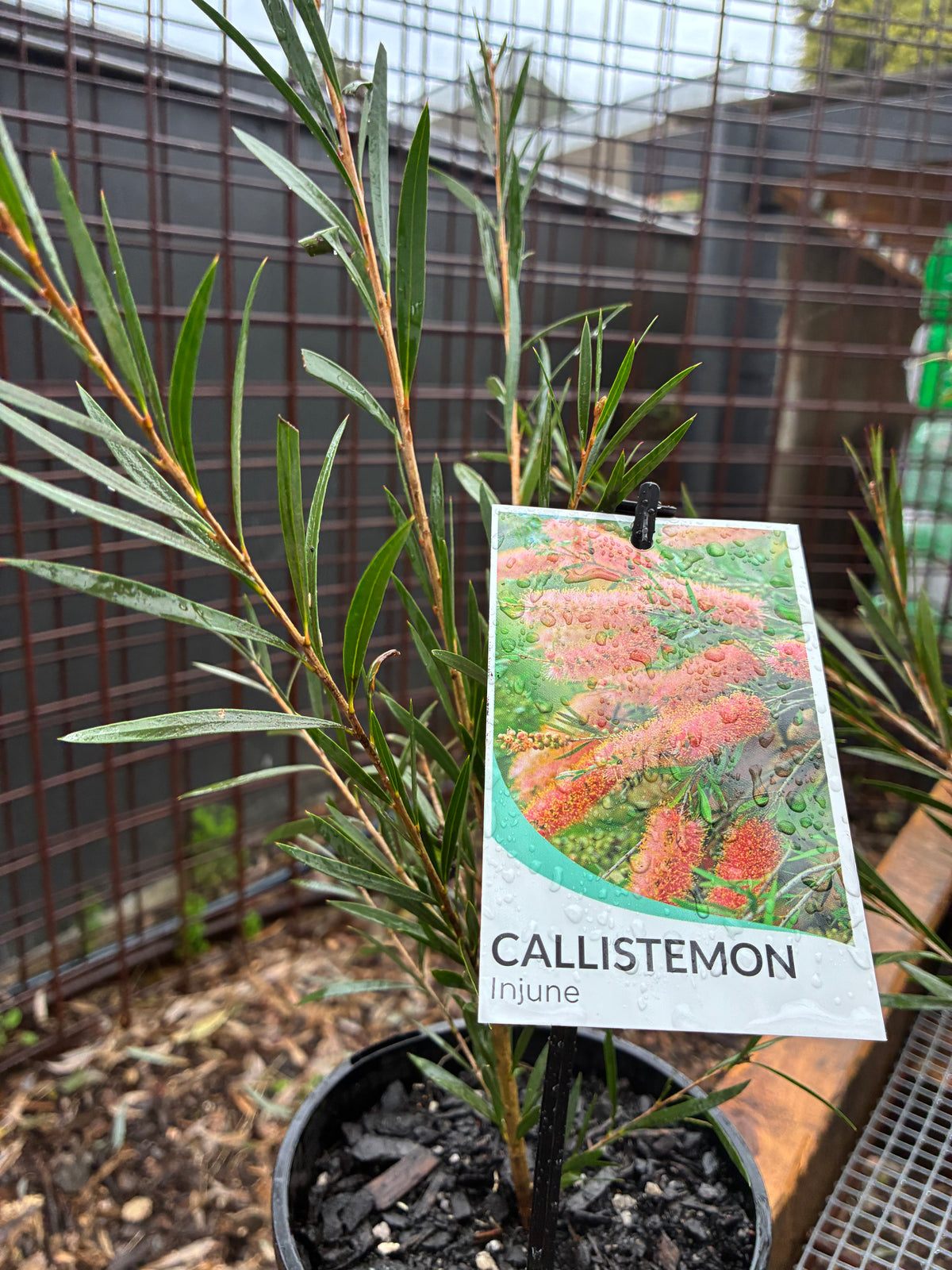 Callistemon Injune