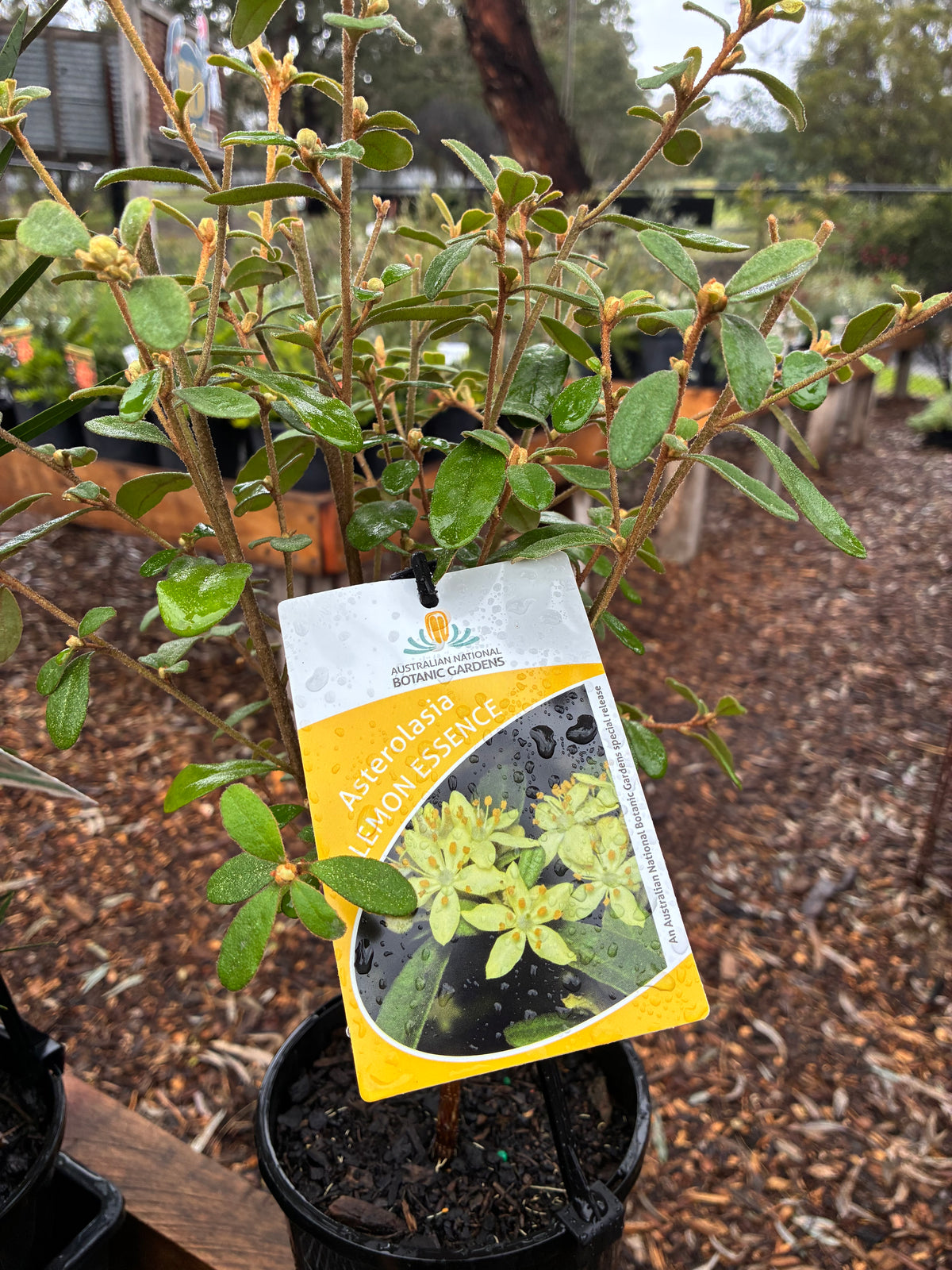 Asterolasia Lemon Essence