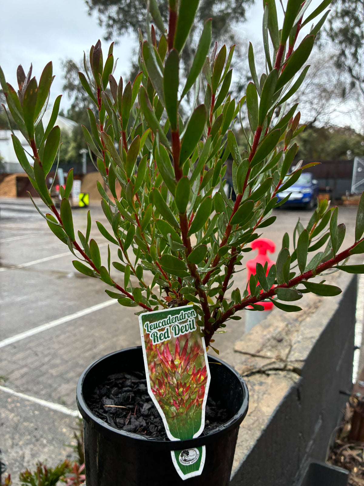 Leucadendron - Red Devil
