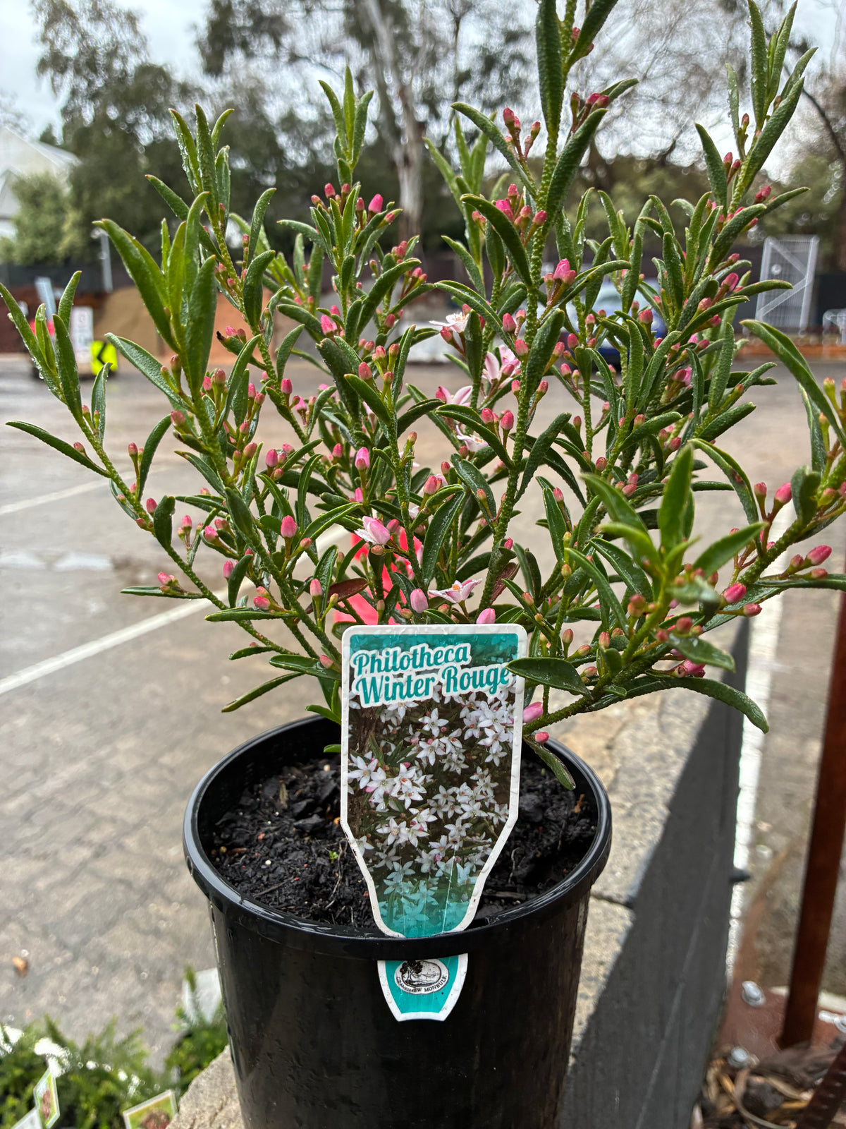 Philotheca - Winter Rough