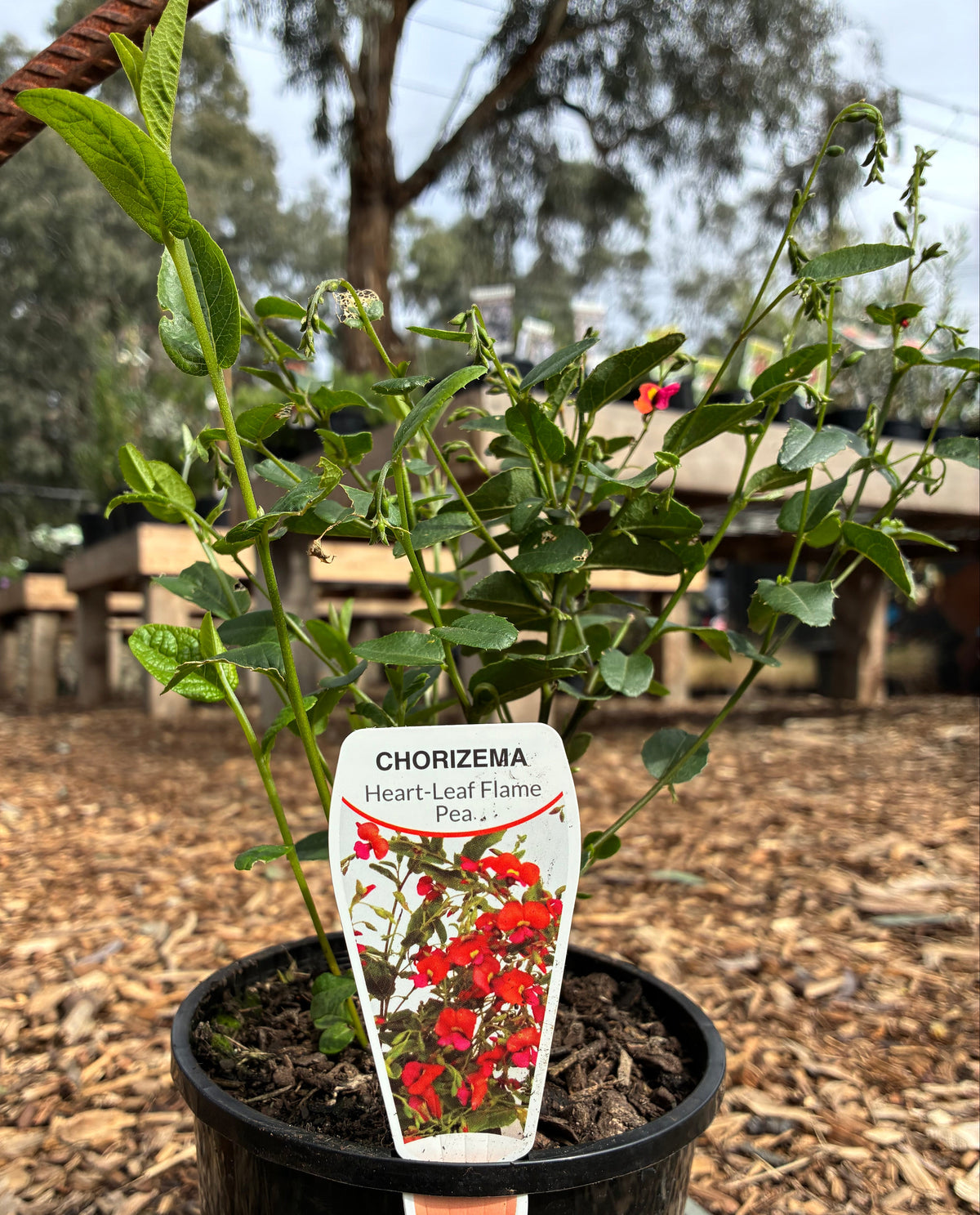 Chorizema - Heart-Leaf Flame Pea