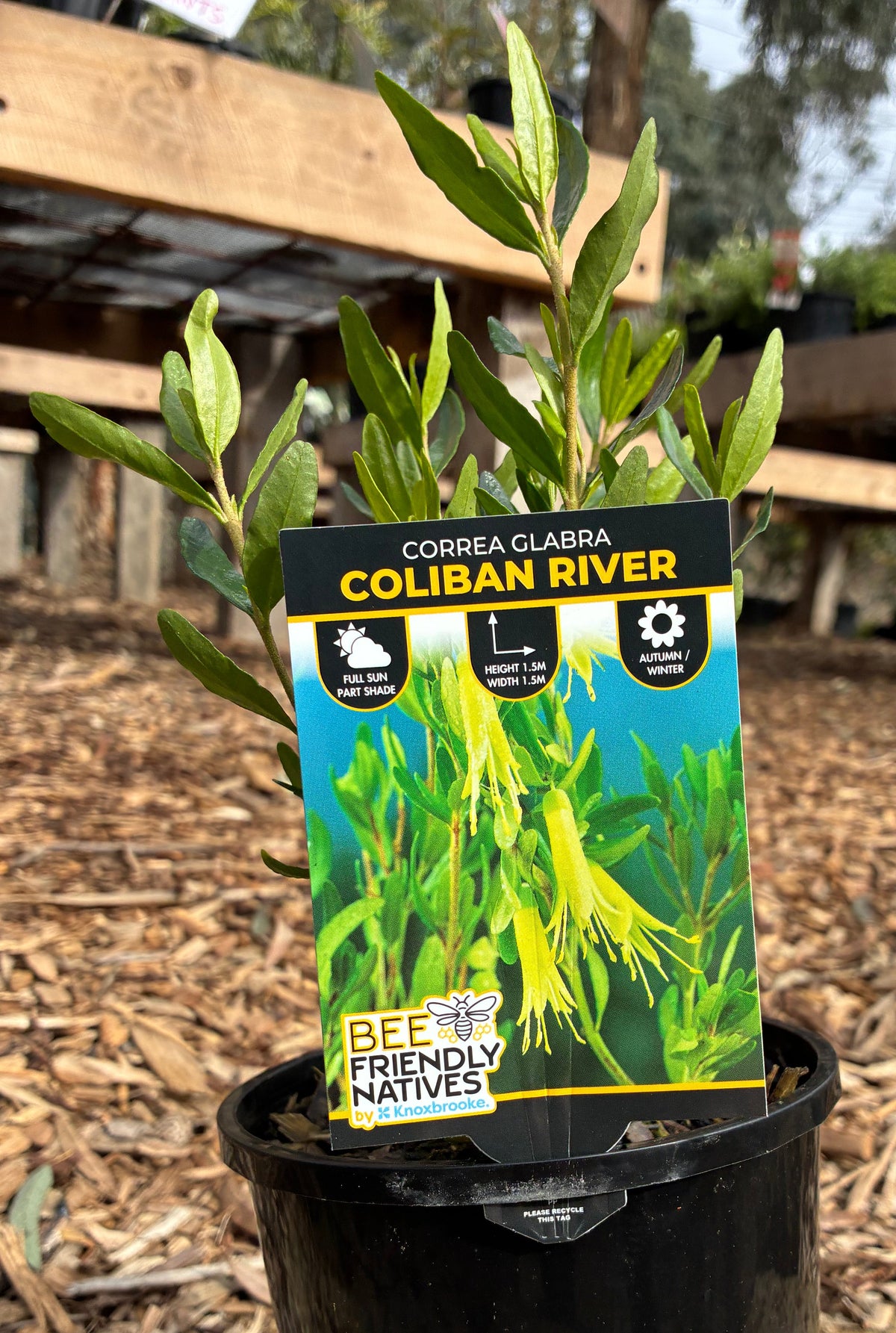 Correa glabra - Coliban River