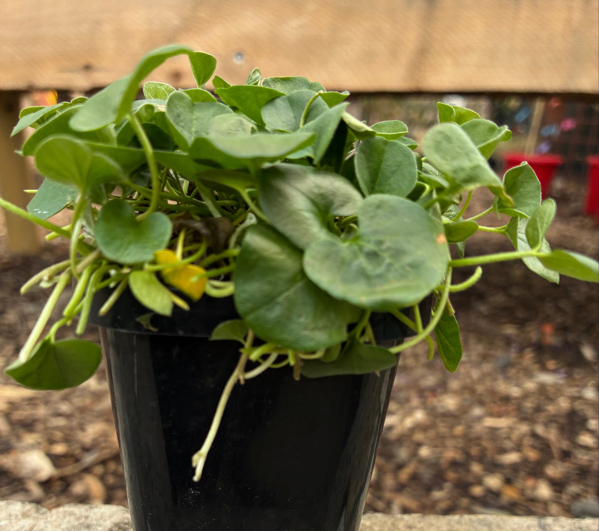 Dichondra repens