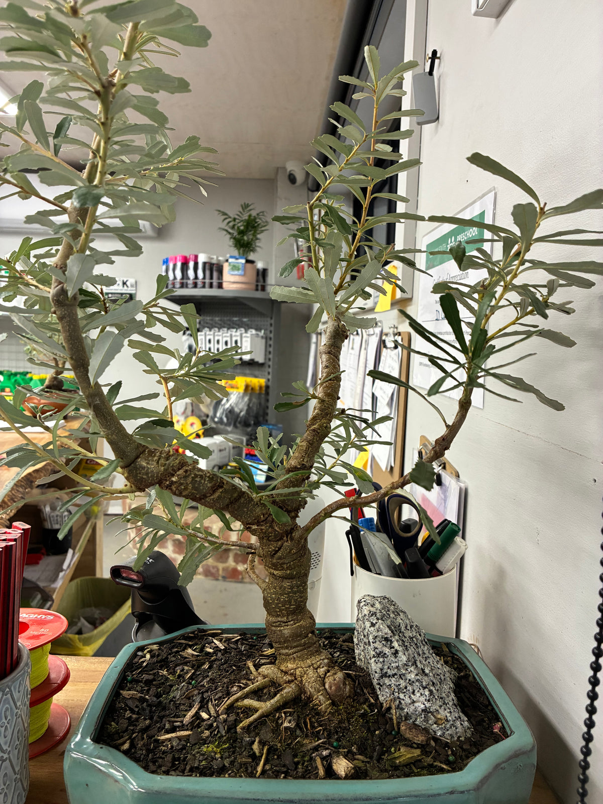 Bonsai -