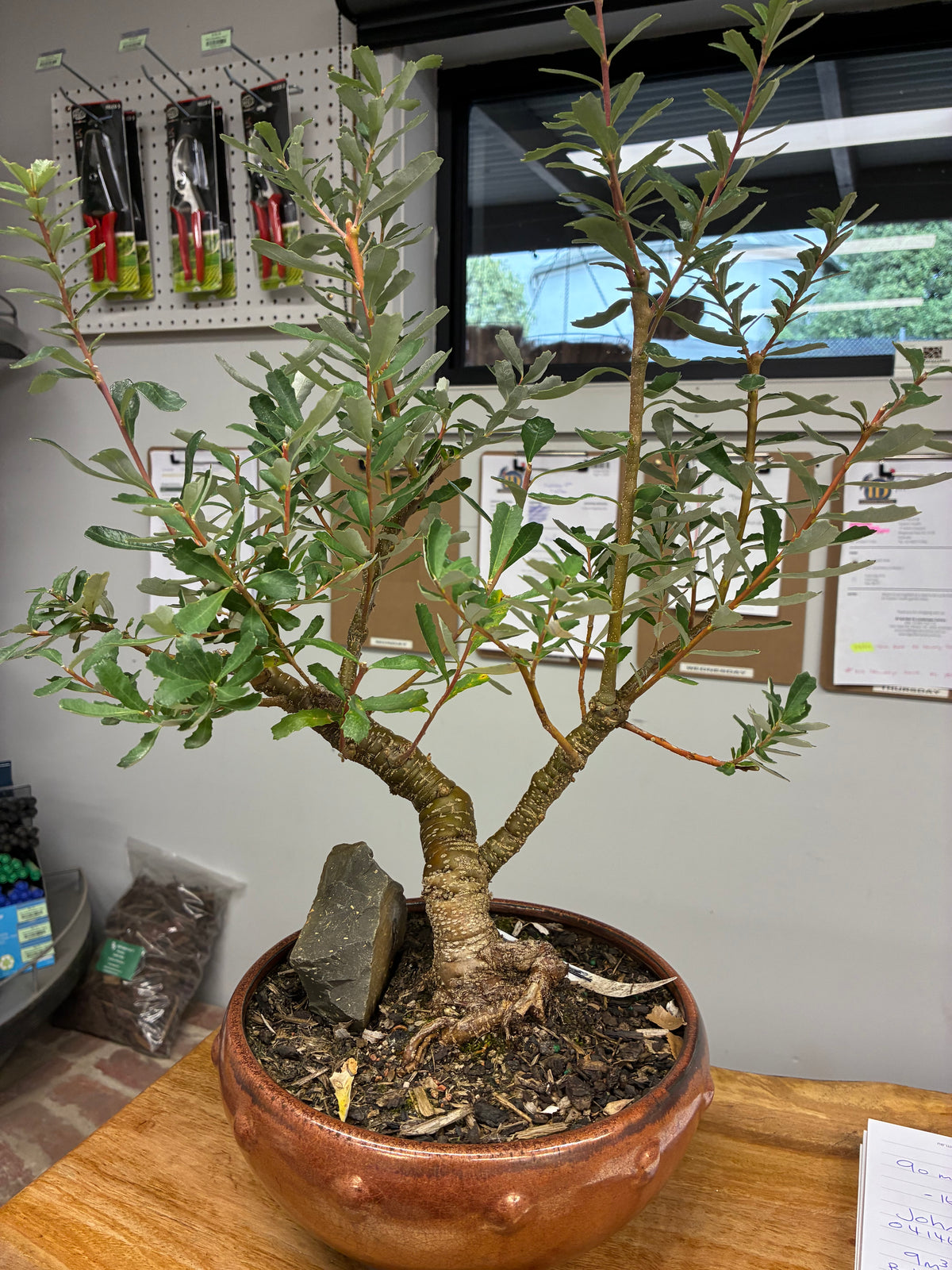 Bonsai -