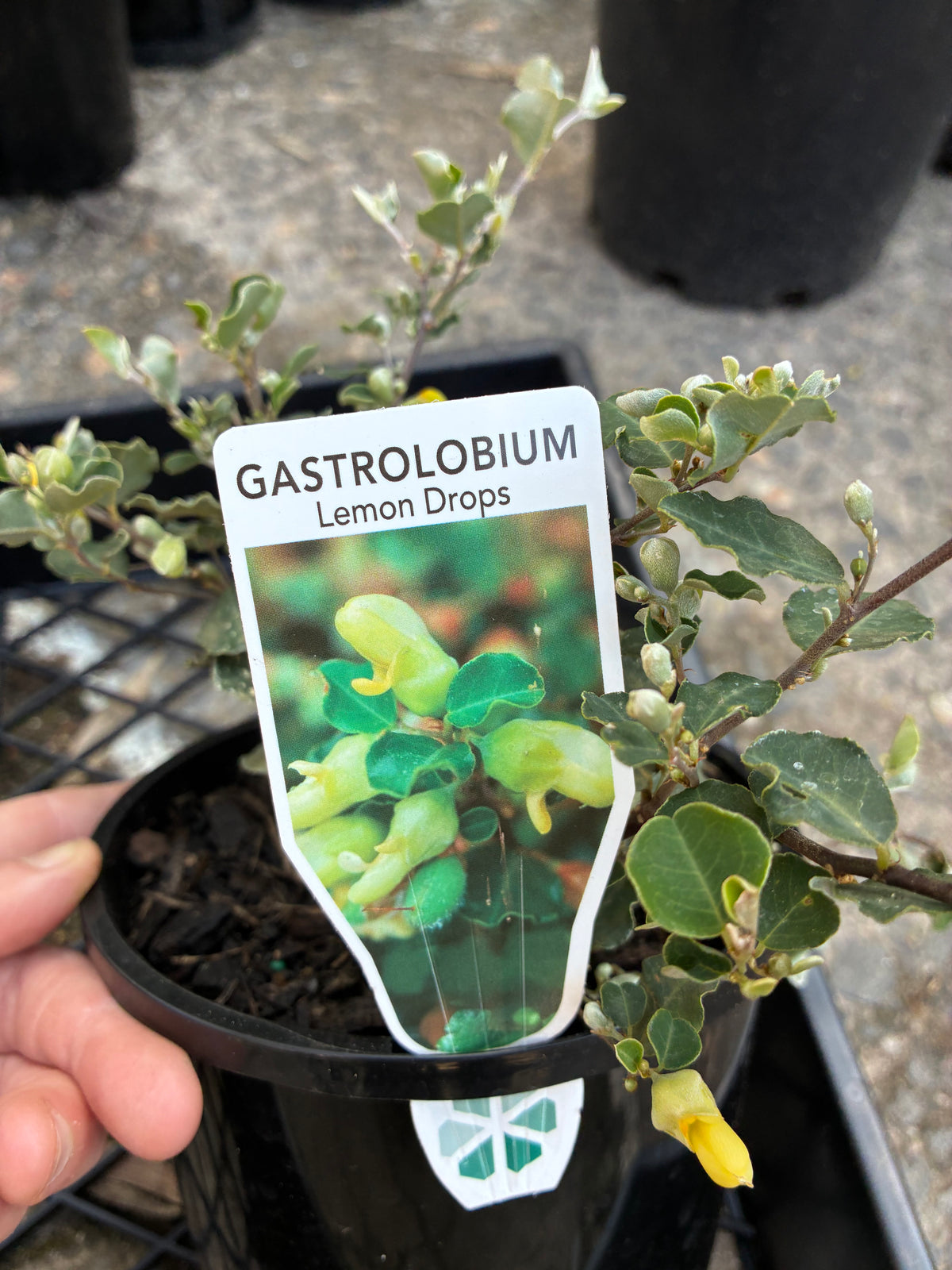 Gastrolobium sericeum - Lemon Drops