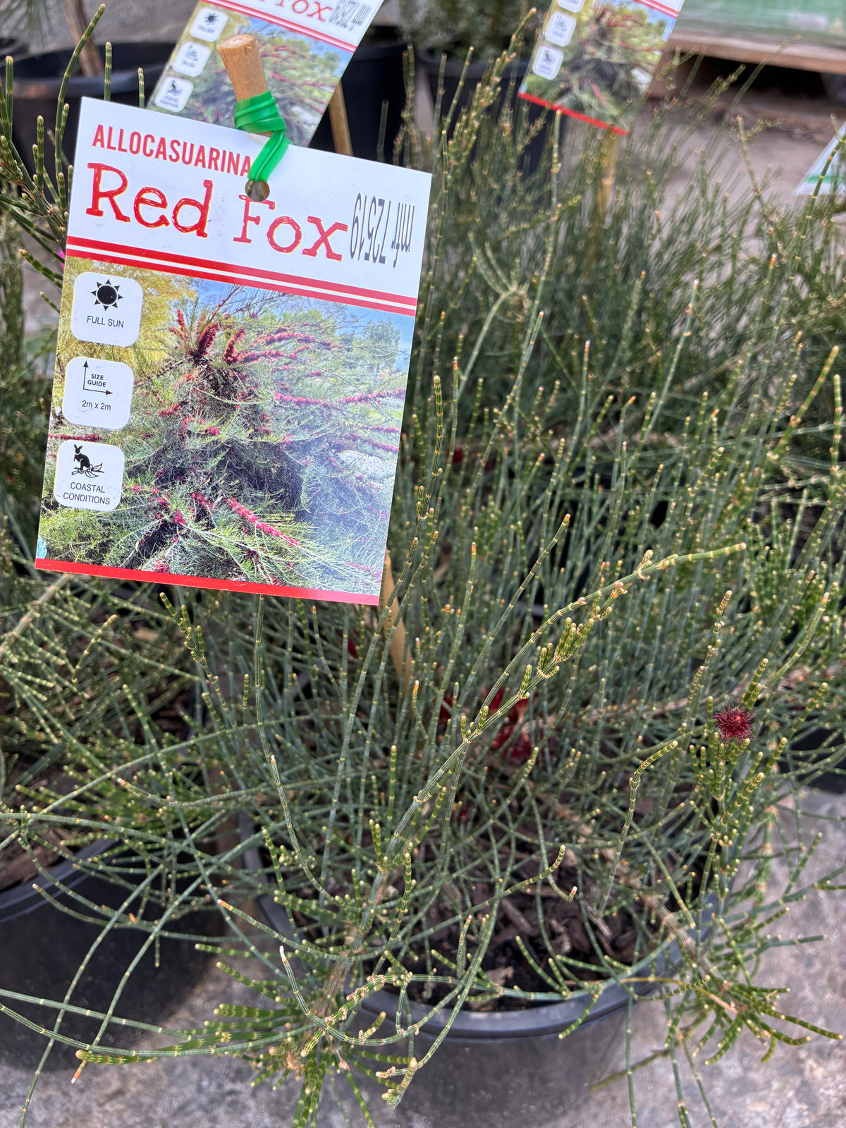 Allocasuarina monilifera - Red Fox