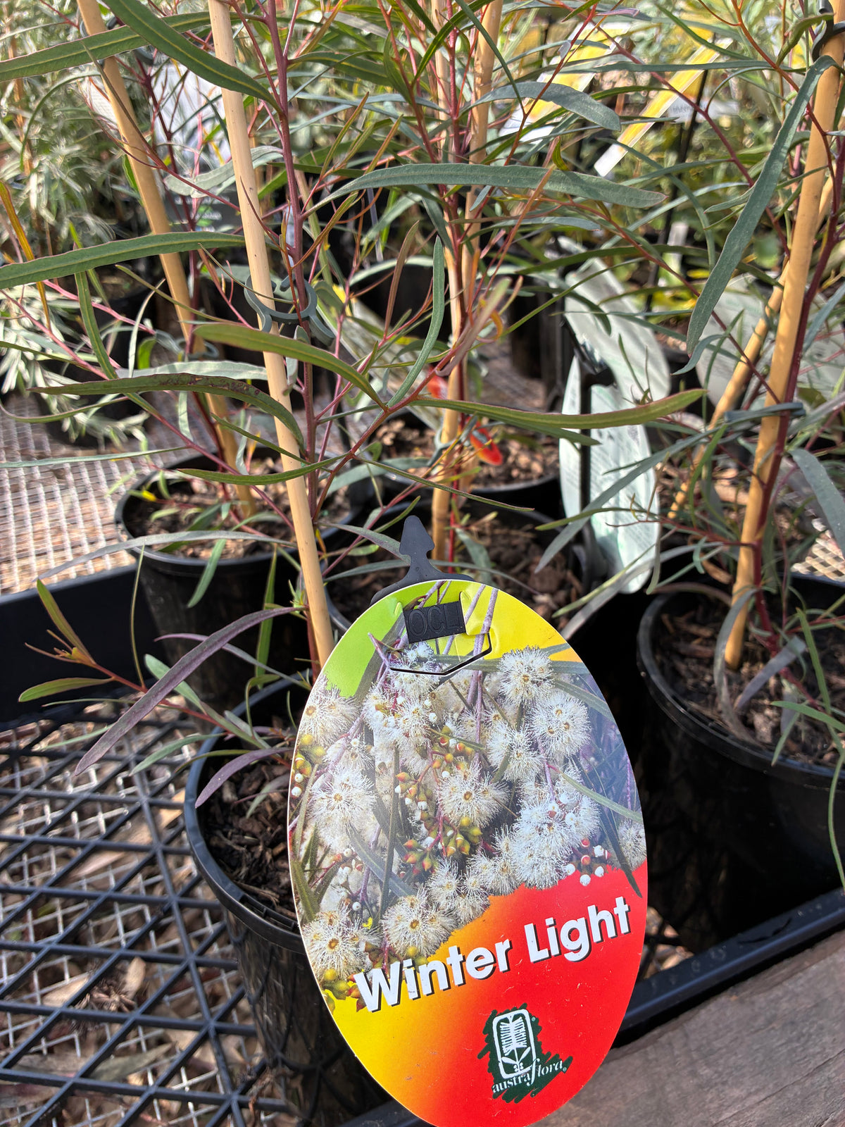 Eucalyptus viridis Winter Light