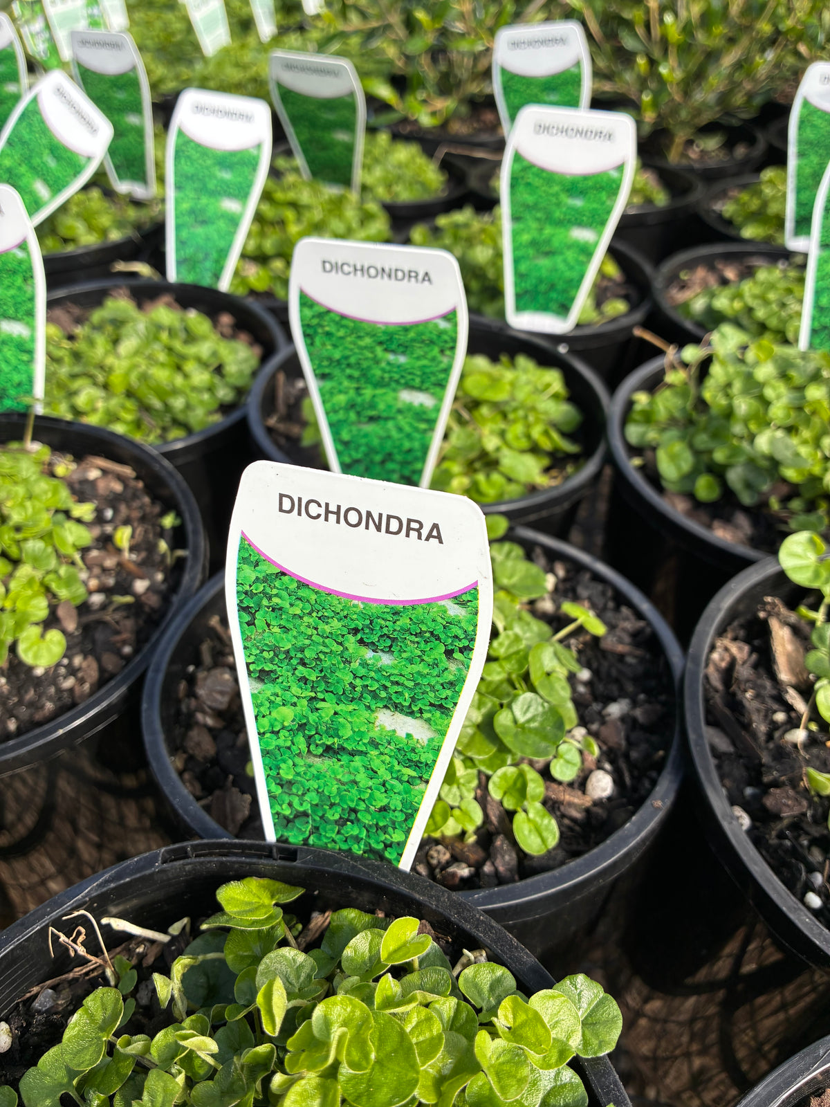 Dichondra repens