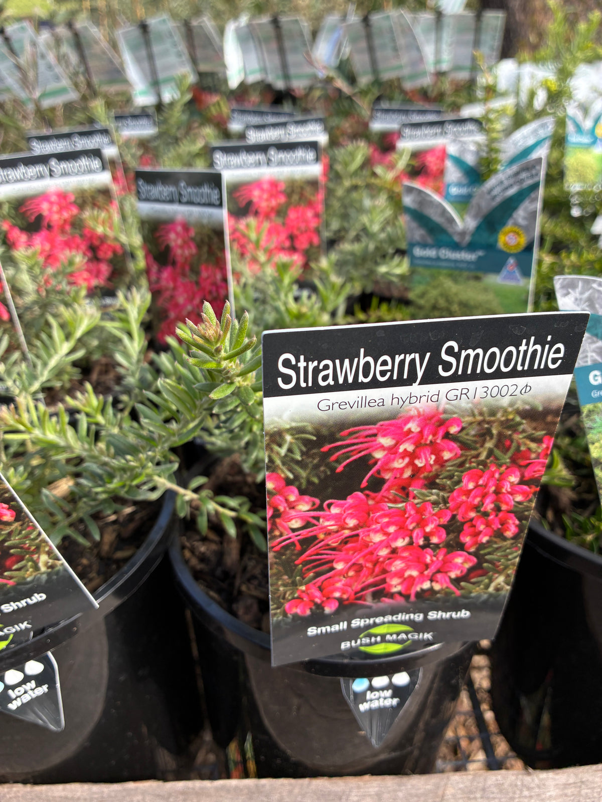Grevillea - Strawberry Smoothie