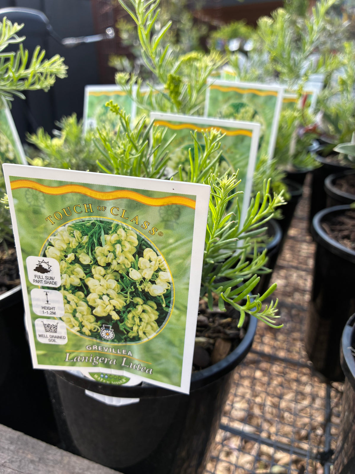 Grevillea - lanigera Lutea