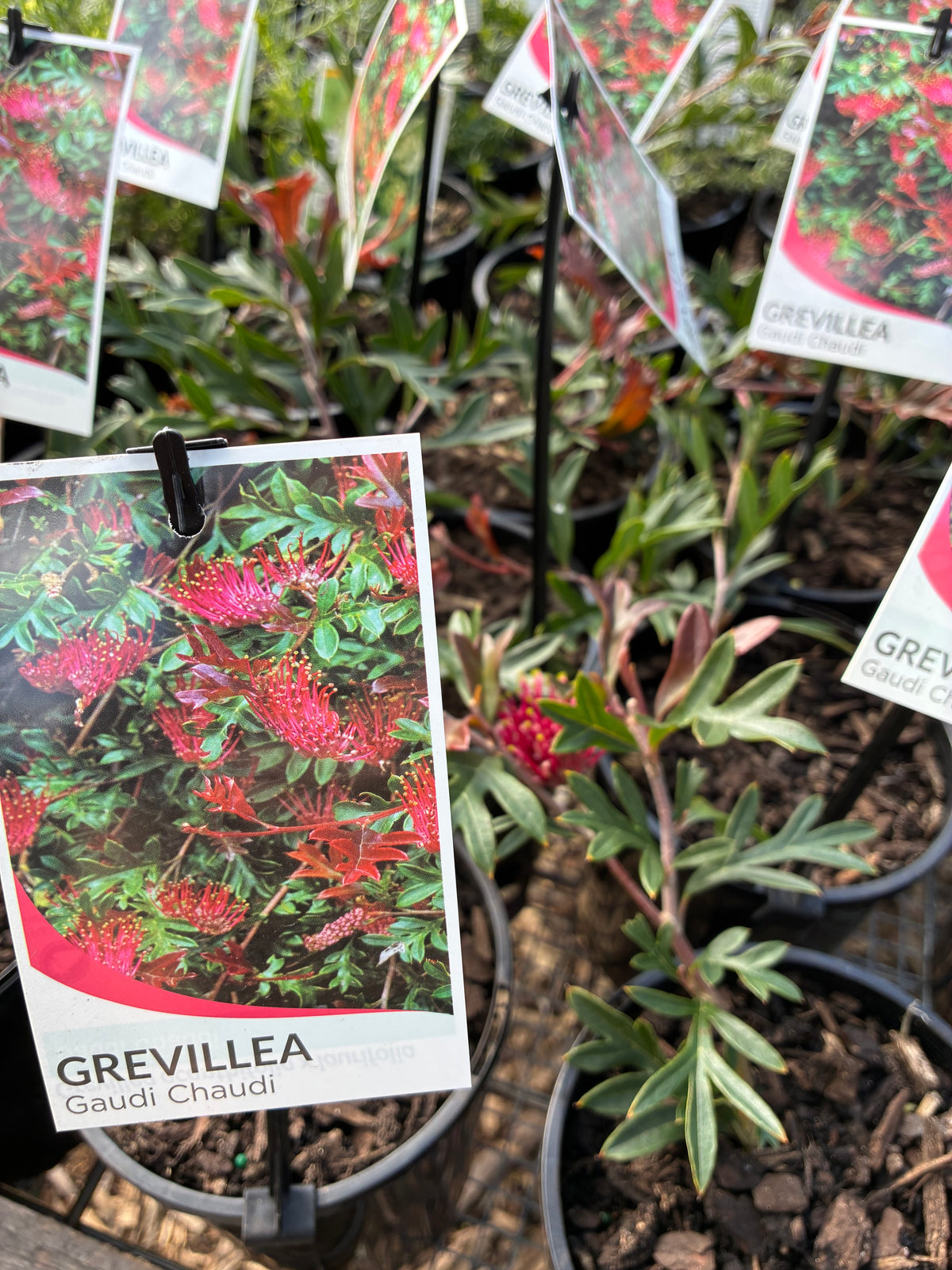 Grevillea - GaudiChaudi
