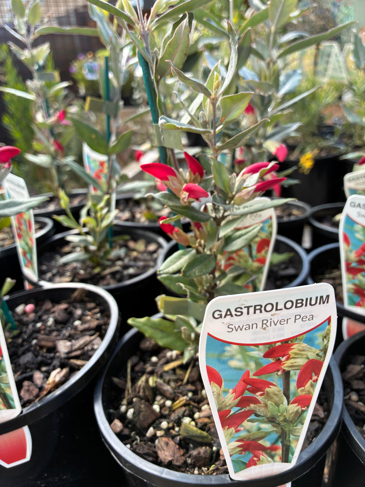 Grevillea - oleoides