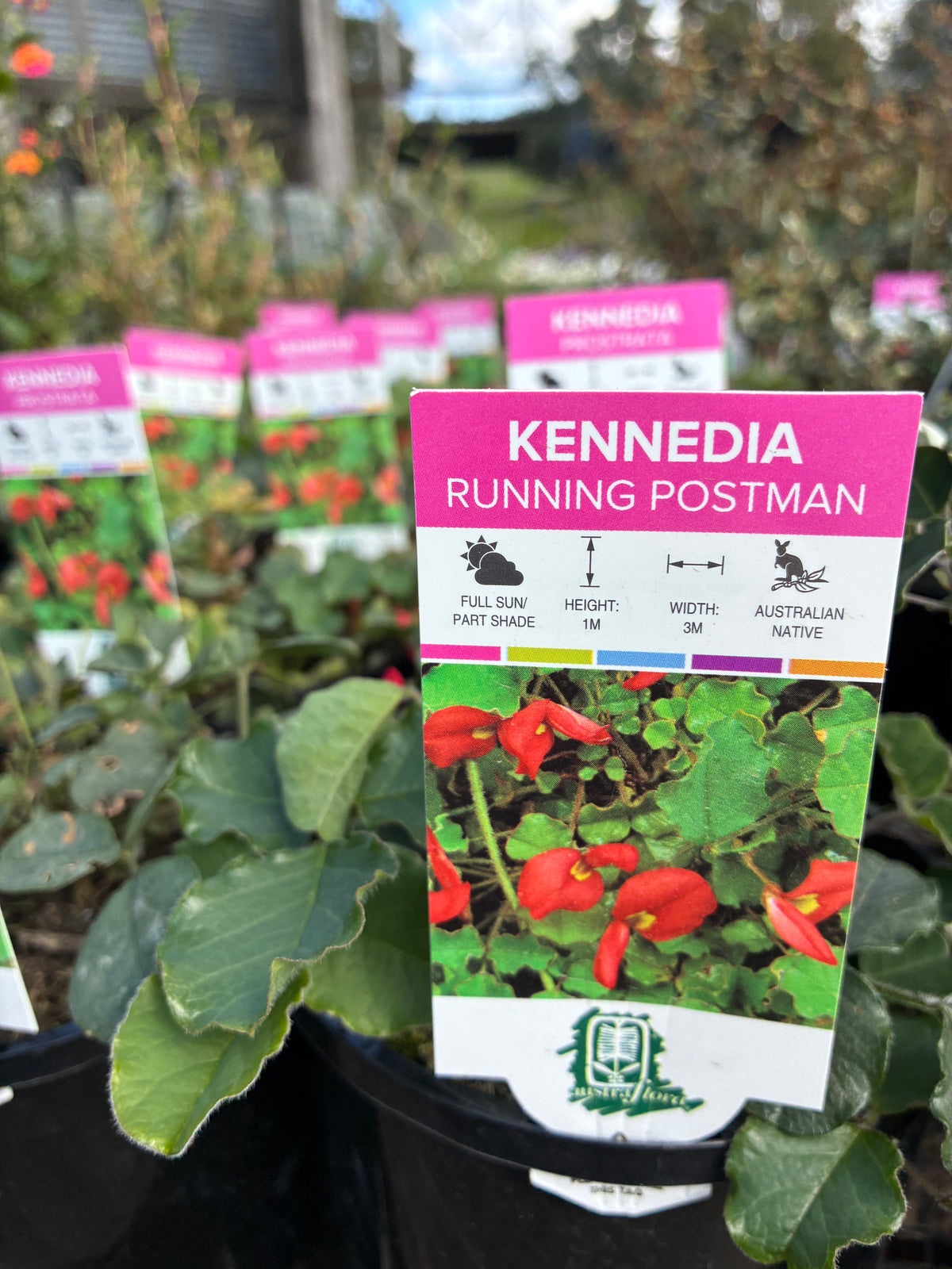 Kennedia - Running Postman