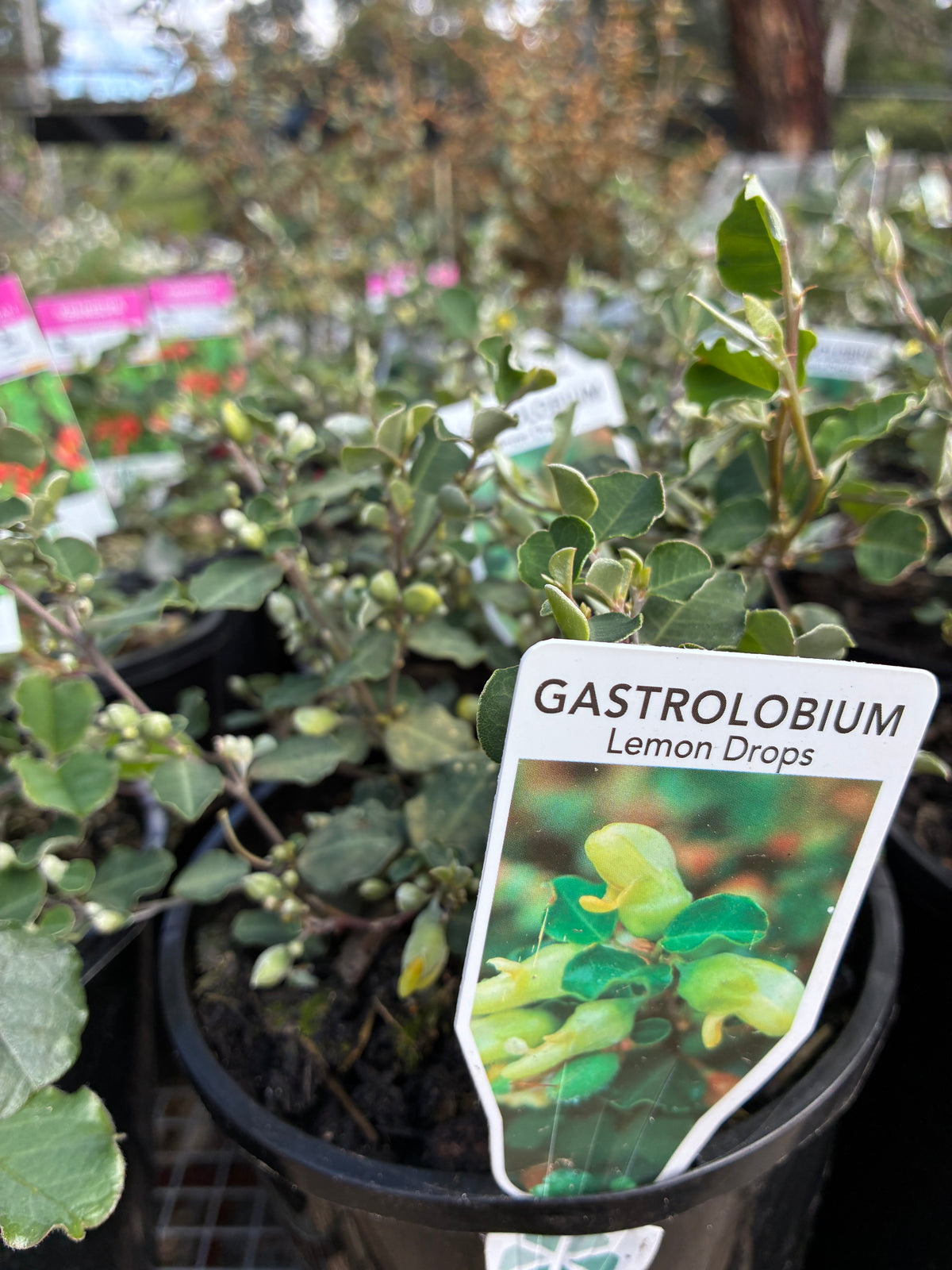 Gastrolobium sericeum - Lemon Drops