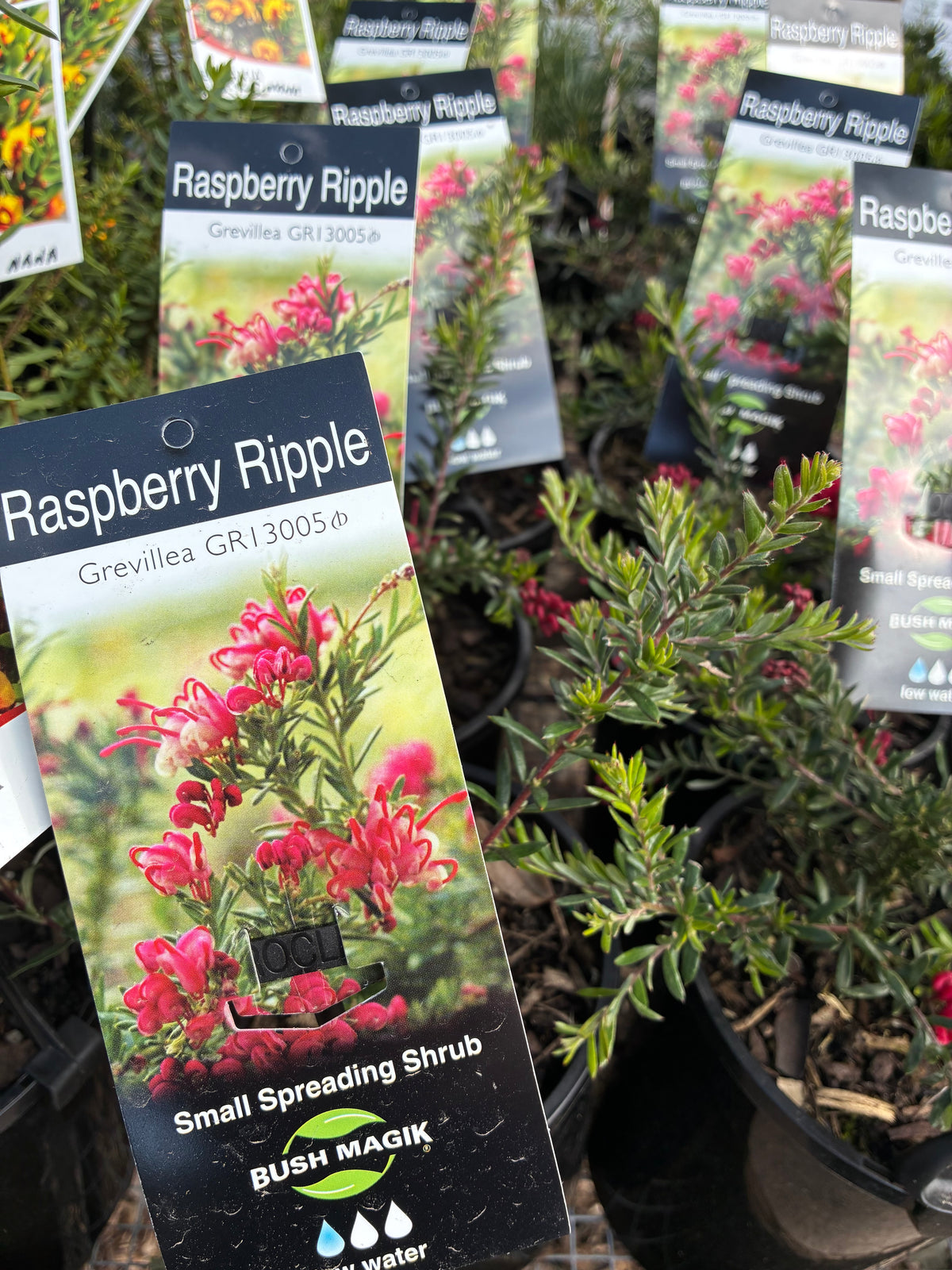 Grevillea - Raspberry Ripple